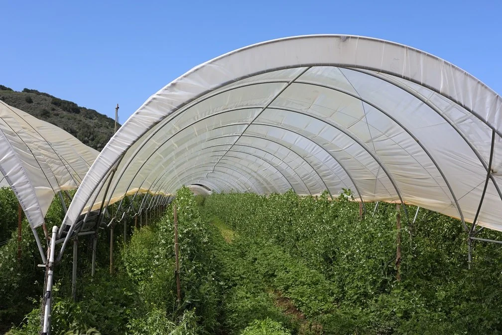High Tunnels.JPG
