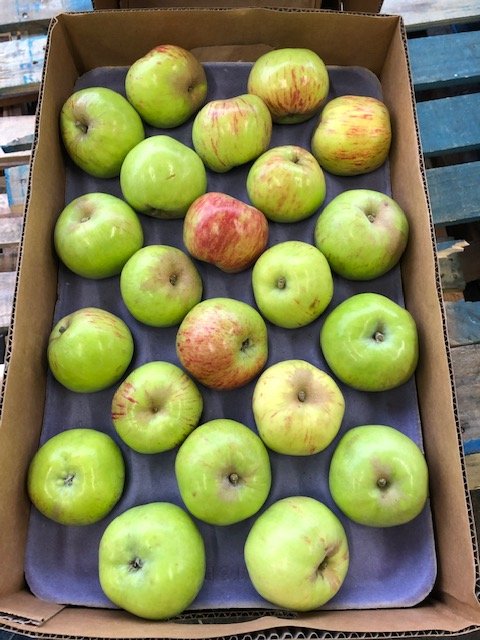 GRAVENSTEIN APPLES, A LOCAL FAVORITE — Earl's Organic Produce