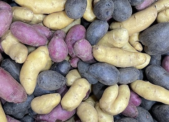 Sunrise Rainbow Fingerling New Potatoes cropped.jpg