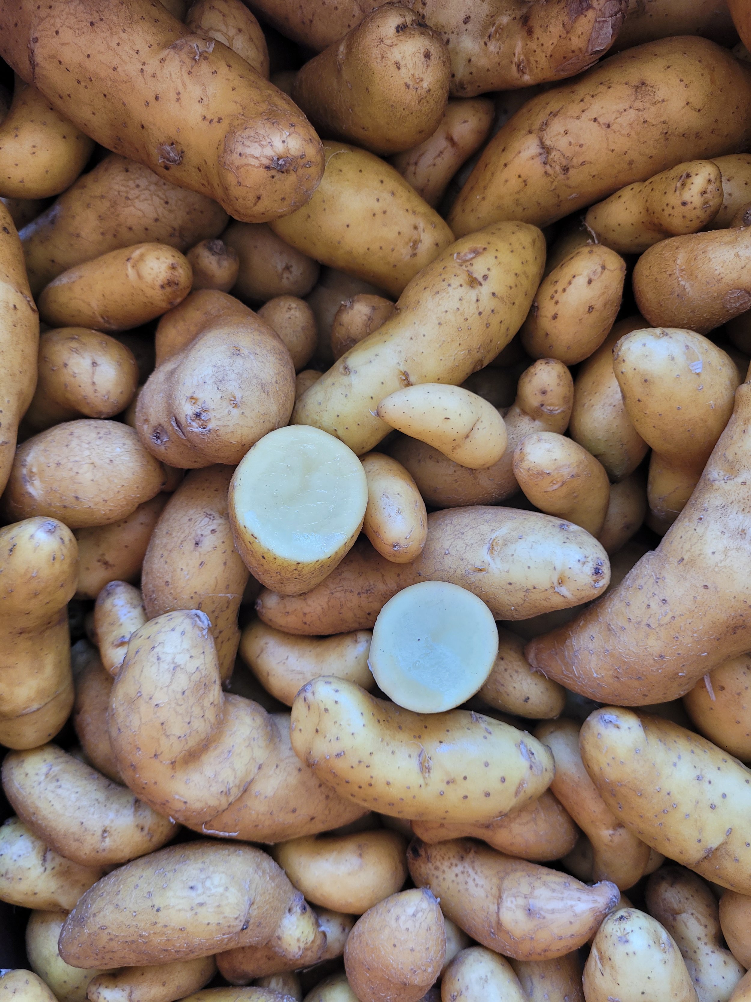Sunrise Austrian Crescent Fingerling New Potatoes with cut potato.jpg