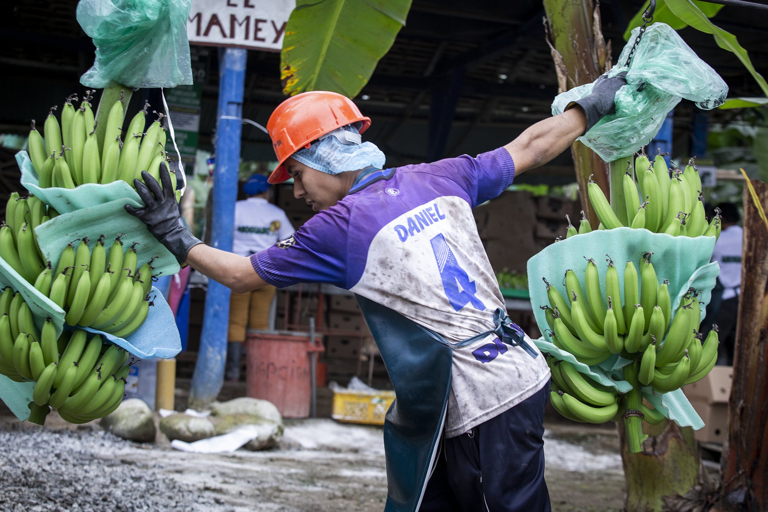 Six Organic & Fair Trade Bananas (Ecuador), 6 count, Equal Exchange