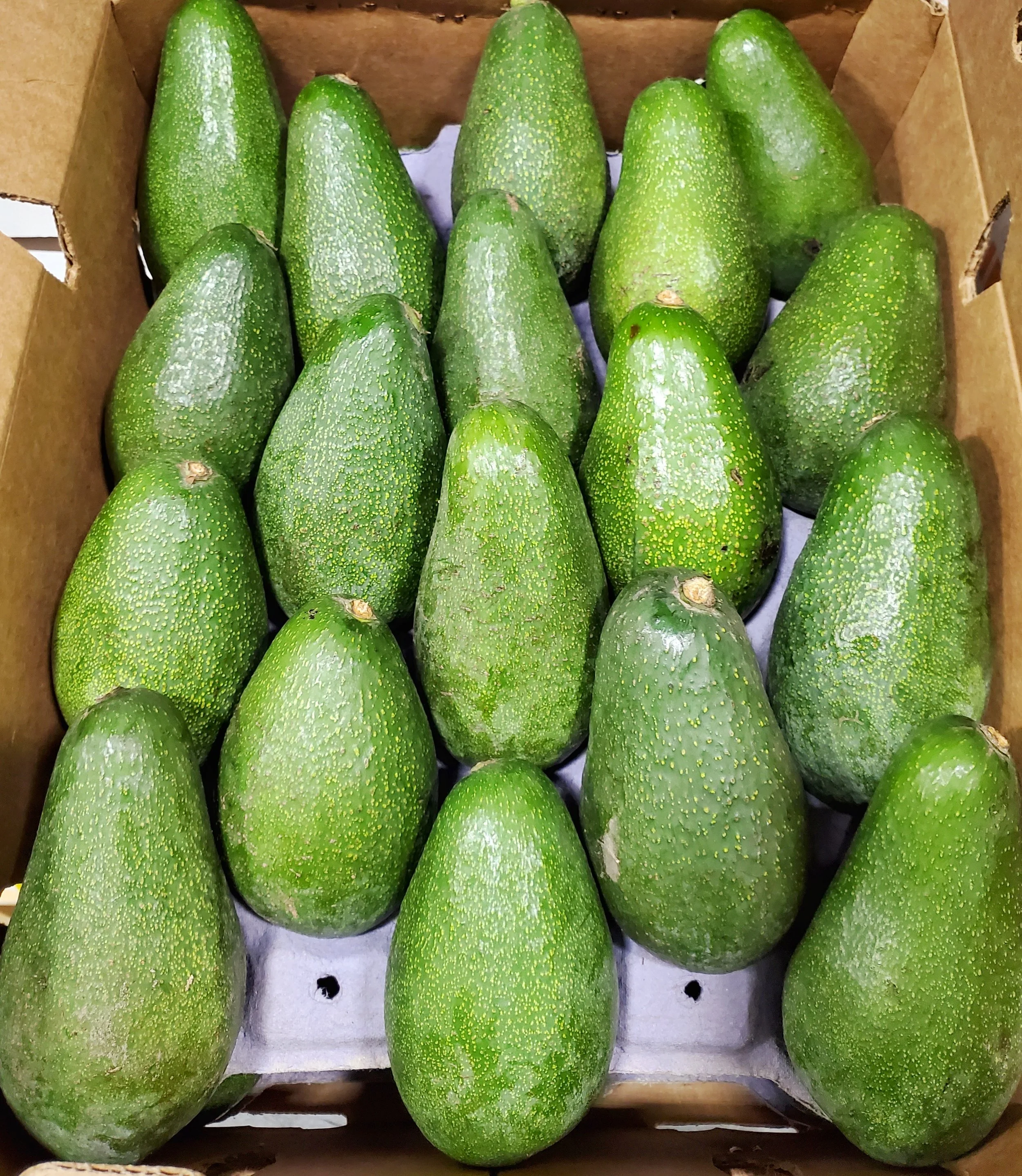 CALIFORNIA WINTER AVOCADOS — Earl's Organic Produce