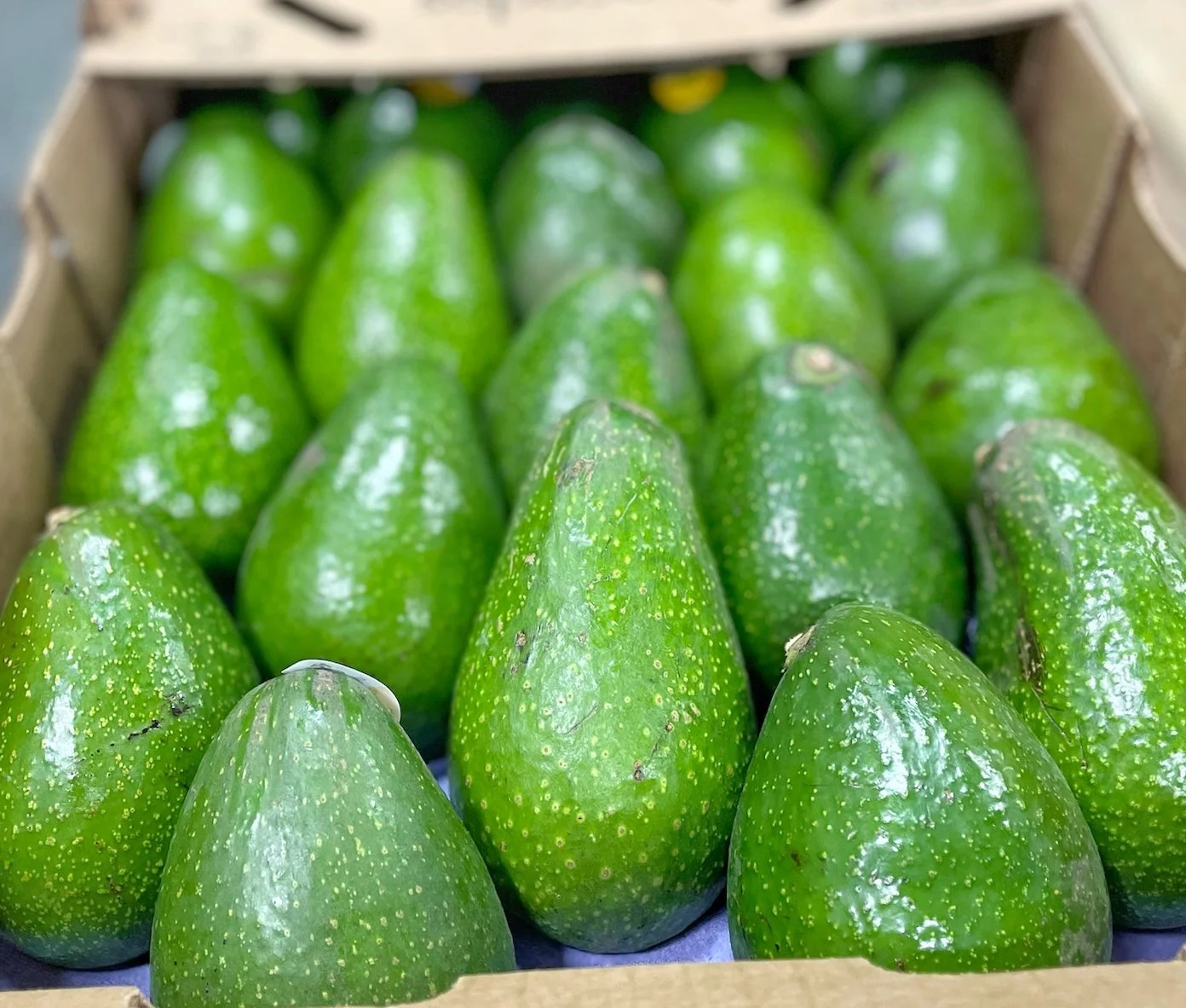 Avokado Raste Zutano Avocado Taste