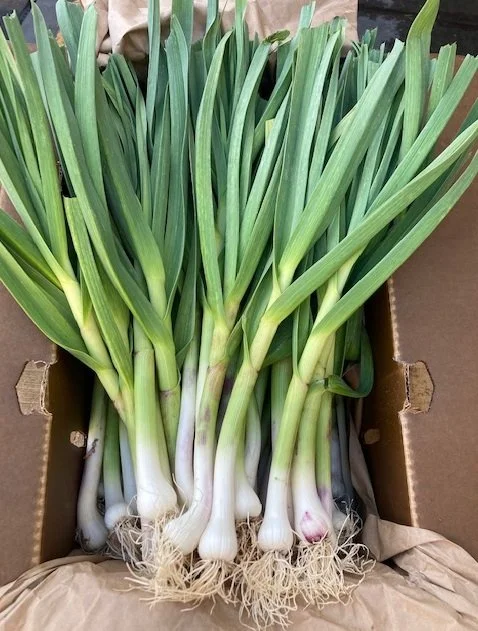 Green Spring Garlic Earl's Organic Produce