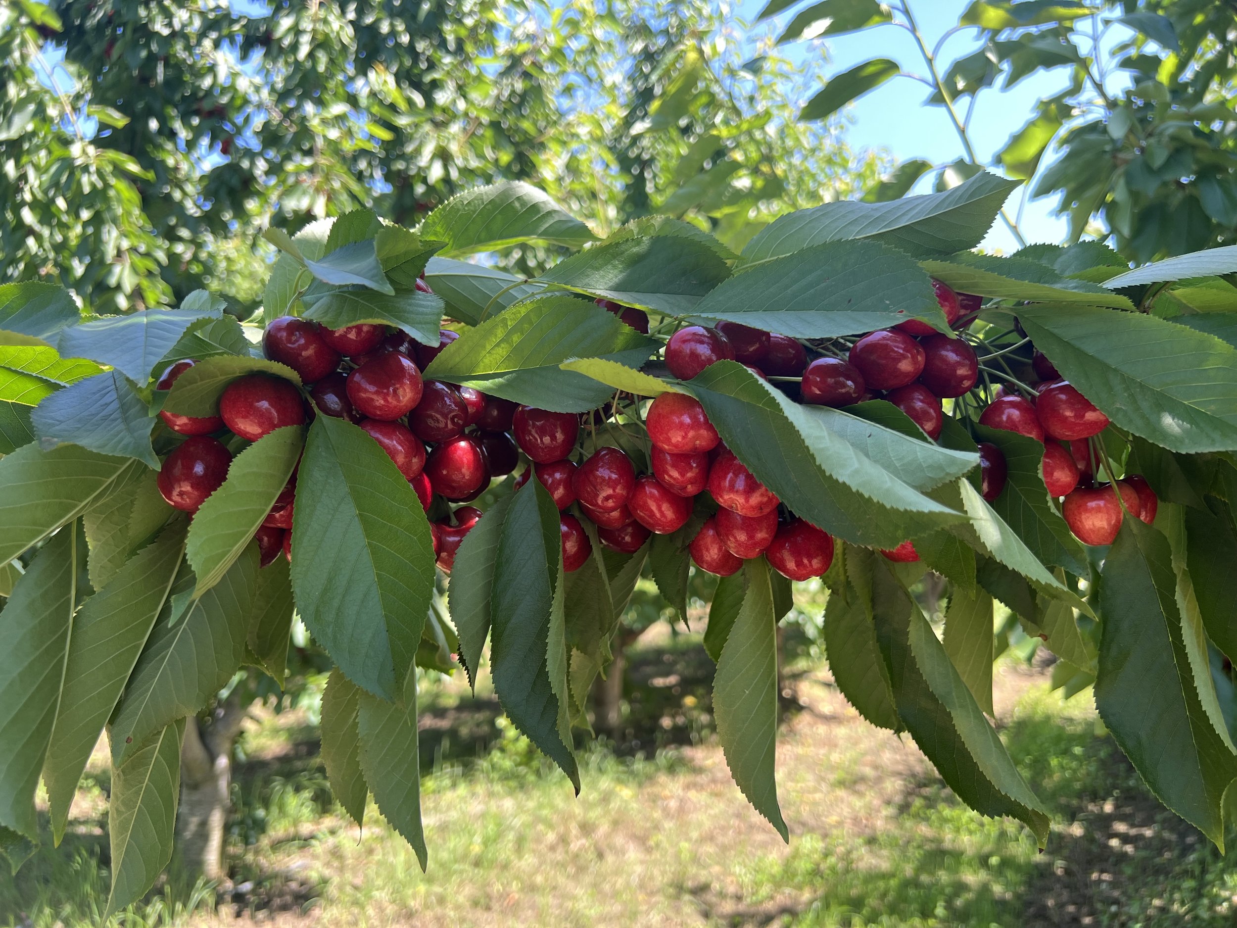 Dwelley cherries on branch (4).jpg