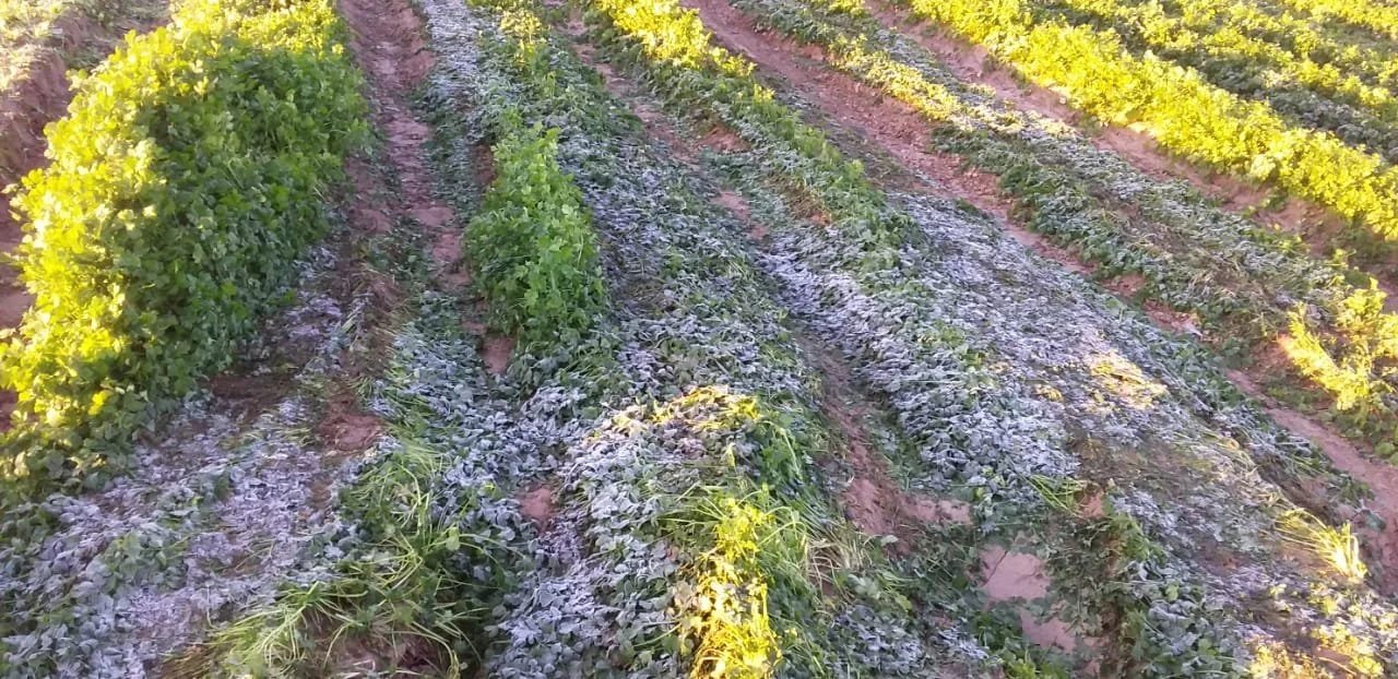 Queen Victoria Cilantro frost conditions in Mexico.JPG
