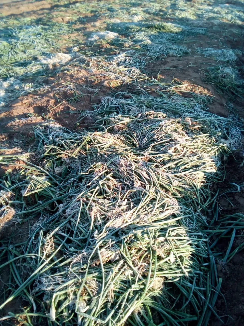 Queen Victoria Green Onion frost conditions in Mexico (6).JPG