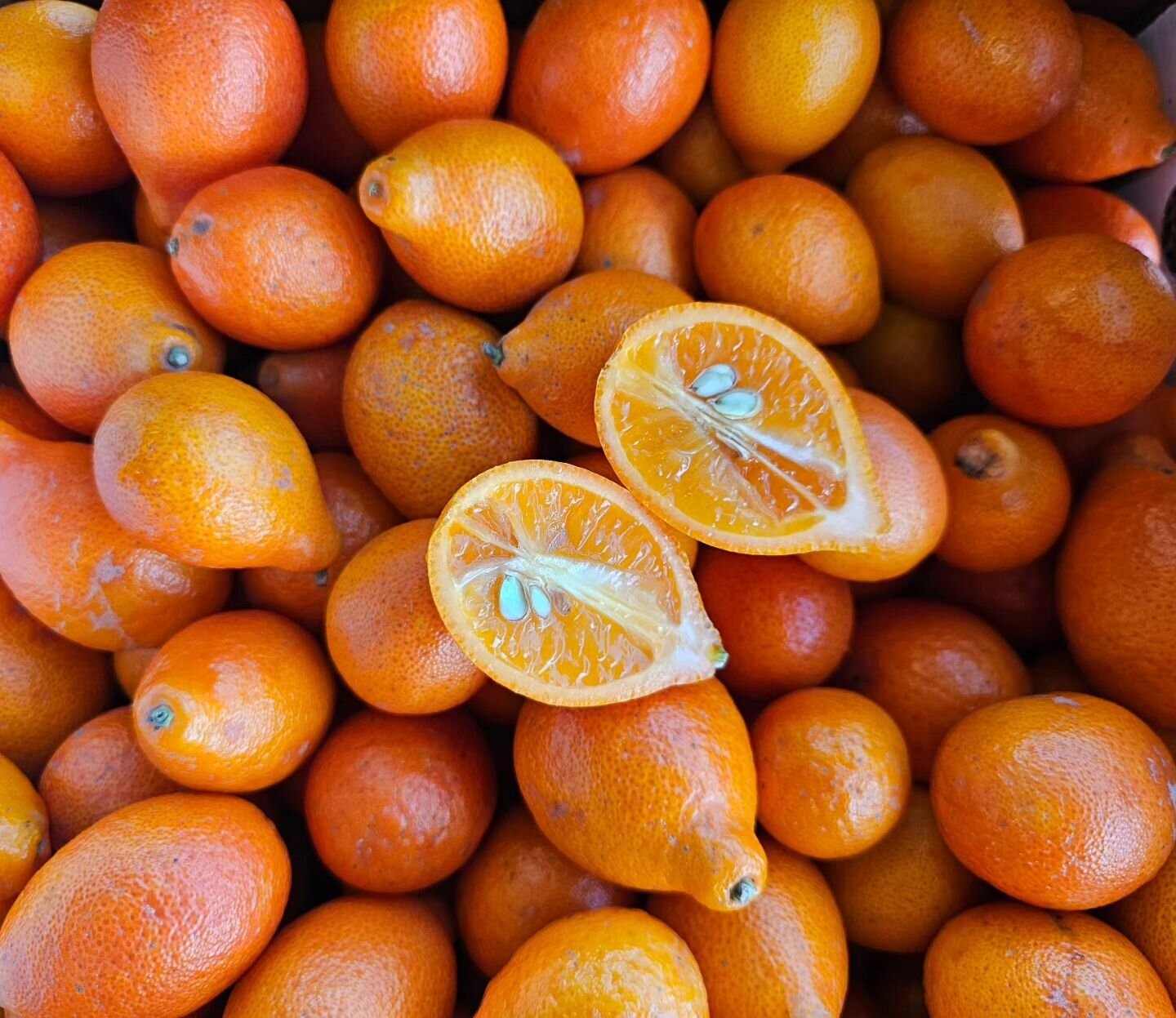 Centennial Kumquats are a cross between a Nagami kumquat and a mandarin. They are slightly larger than a Nagami kumquat and have a thinner sweet peel and medium tart flesh.

#producethatinspires #passion4organic #followtheflavor #flavorfocused #navel