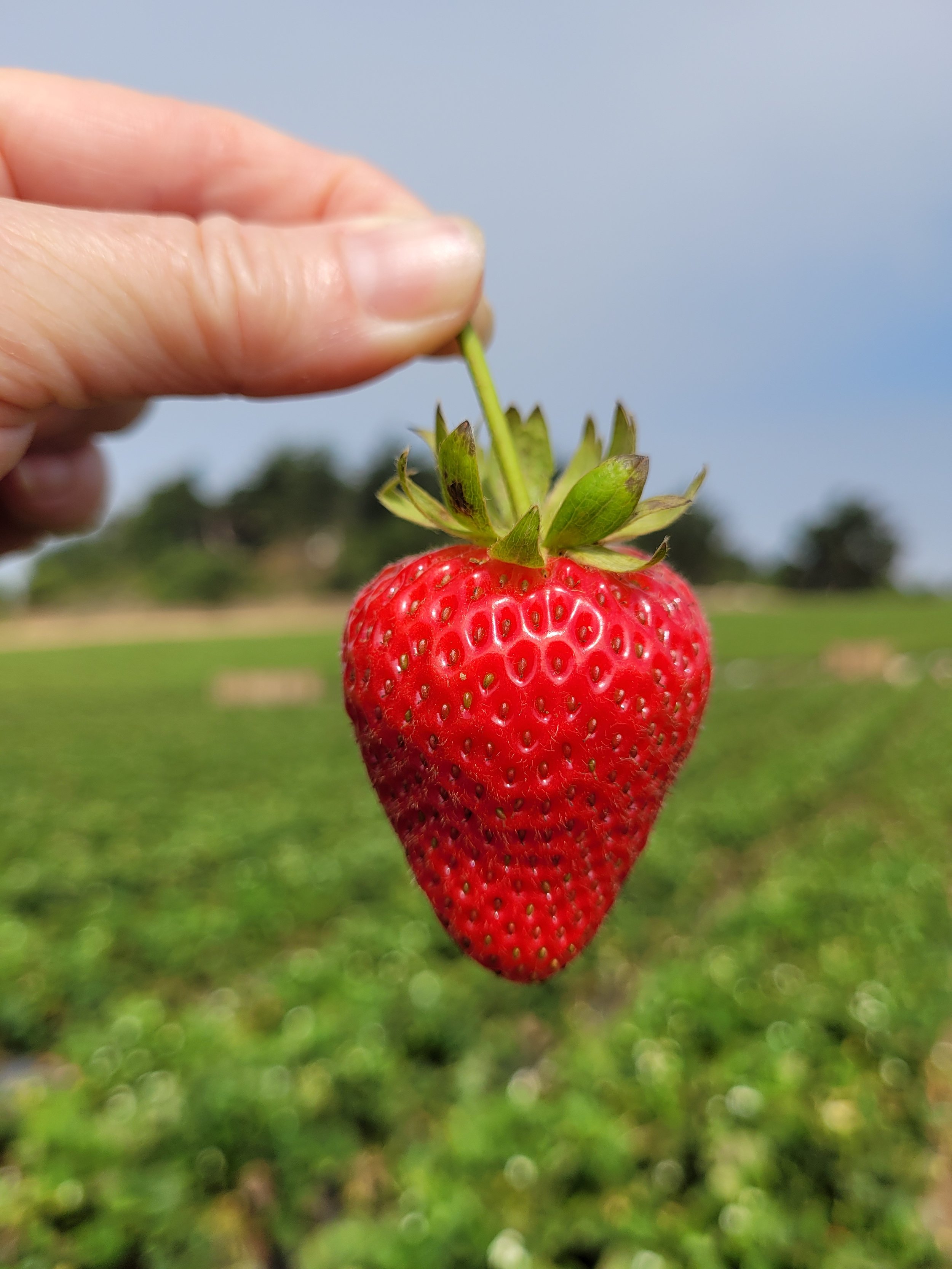 Tomatero Strawberry.jpg