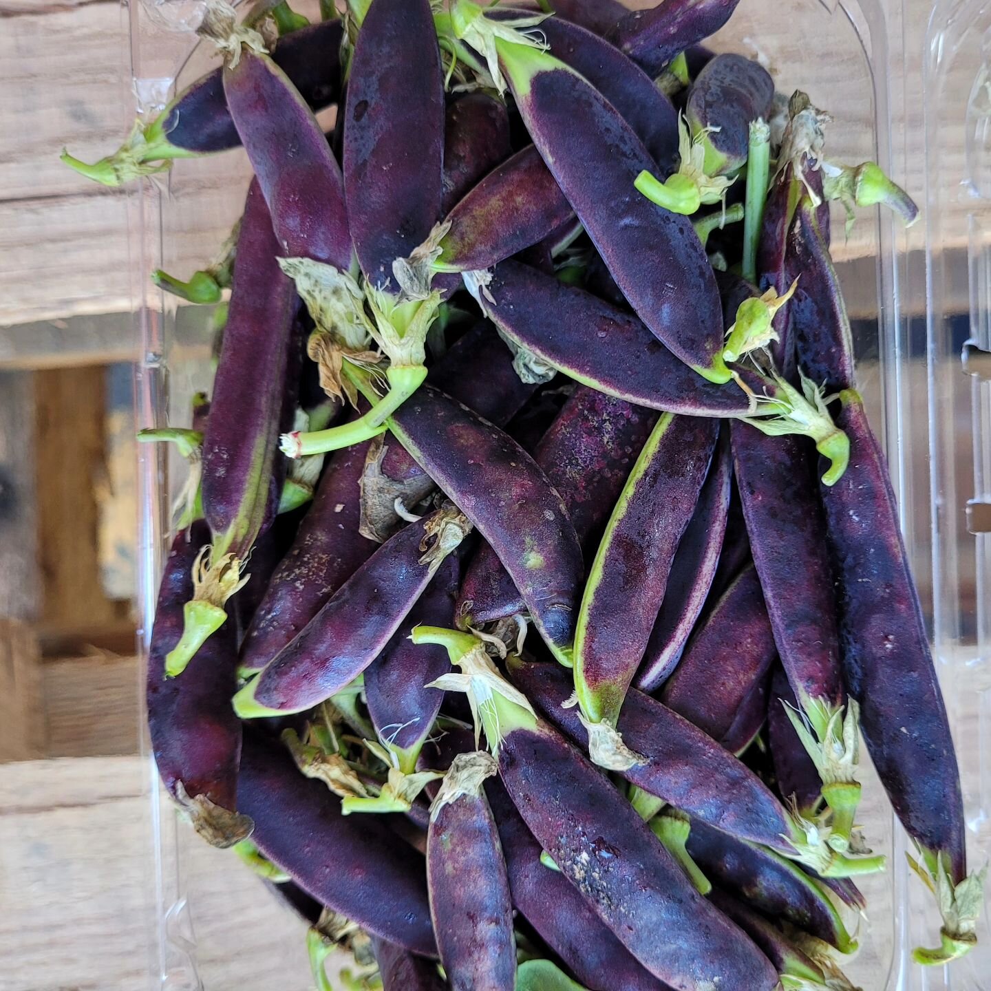 Gorgeous purple snap peas from Comanche Creek Farm in Chico. Eat fresh and crunchy to keep the purple color. Once cooked the purple color will disappear. #springveggies #comanchecreekfarms #producethatinspires #passion4organic #followtheflavor #flavo
