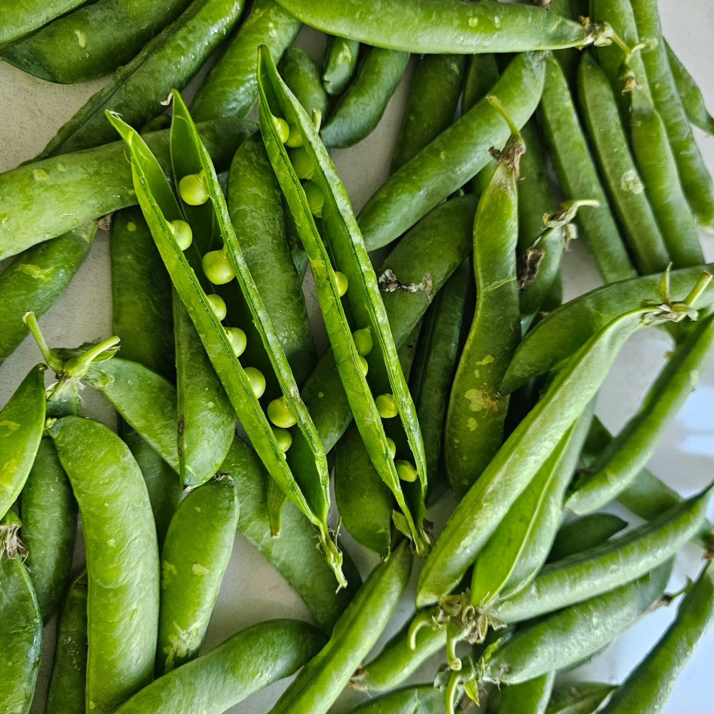 Celebrate the bounty of spring with Tutti Frutti English Peas, Sugar Snap Peas and Snow Peas. Grown in beautiful Santa Barbara wine country near California's Central Coast.

Fun Fact: 1 lb of English peas is approximately 1 cup of shelled peas. 

Wha