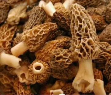 Morels are earthy and nutty, woodsy and toasted. The flavor is rich and deep, distinct but not pungent. Their texture is meaty but in a tender way. Morels, like most mushrooms are best prepared simply so you can really savor them. Try a simple saut&e