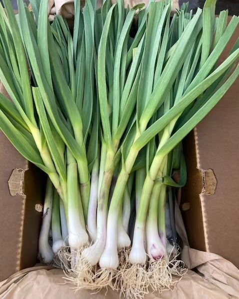 Spring brings Green Garlic, also known as young garlic or spring garlic. Green garlic is harvested young before the bulbs develop or dry out.&nbsp; It is harvested at the beginning of spring so its immature bulb and edible, soft green stalks can be u