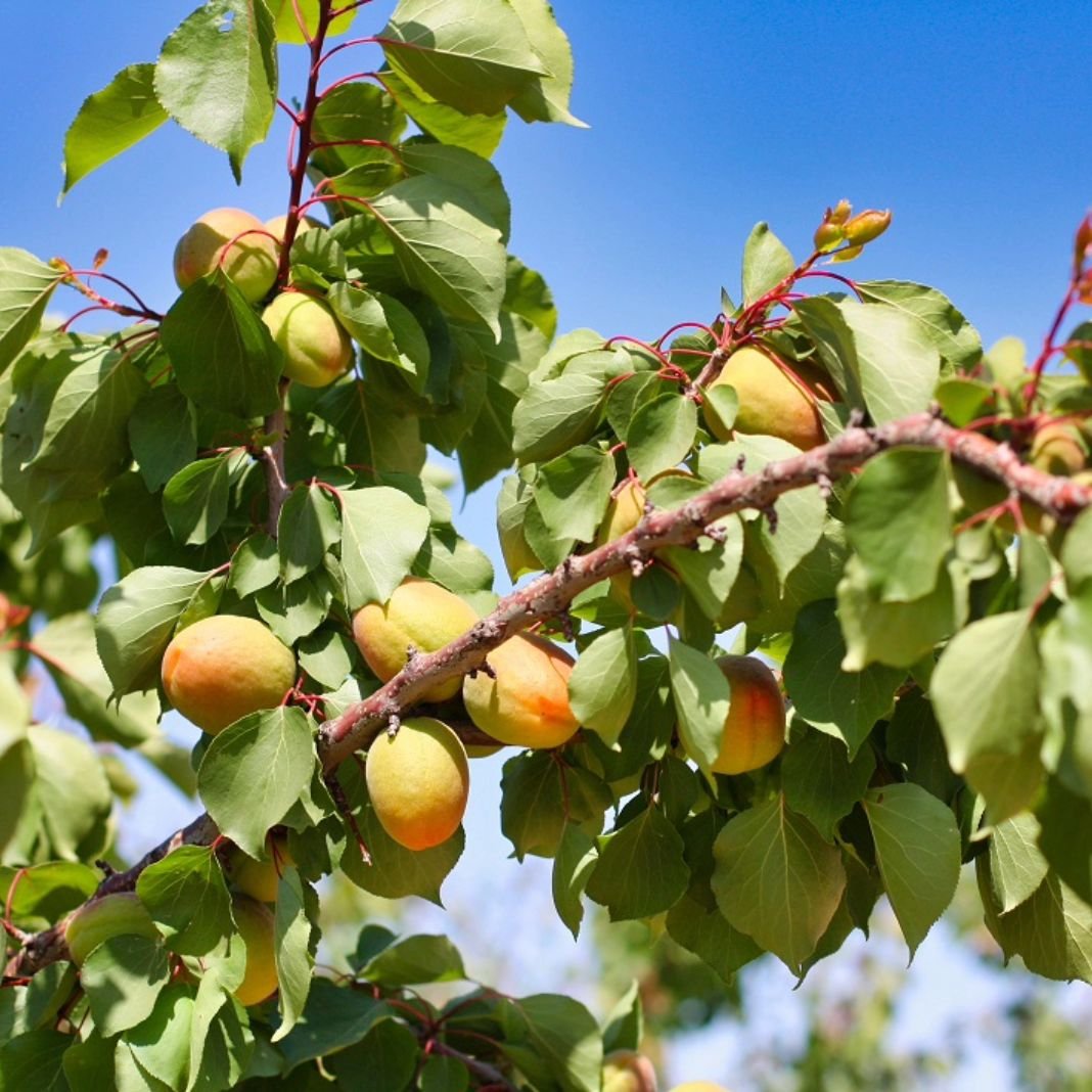 The first apricots of the season are here! Kylese Apricots from Homegrown Farms are grown in Kingsburg, just off the Kings River. Available in various sizes: 70/72ct and larger in a double layer tray pack. The fruit is firm, consistently sized, with 