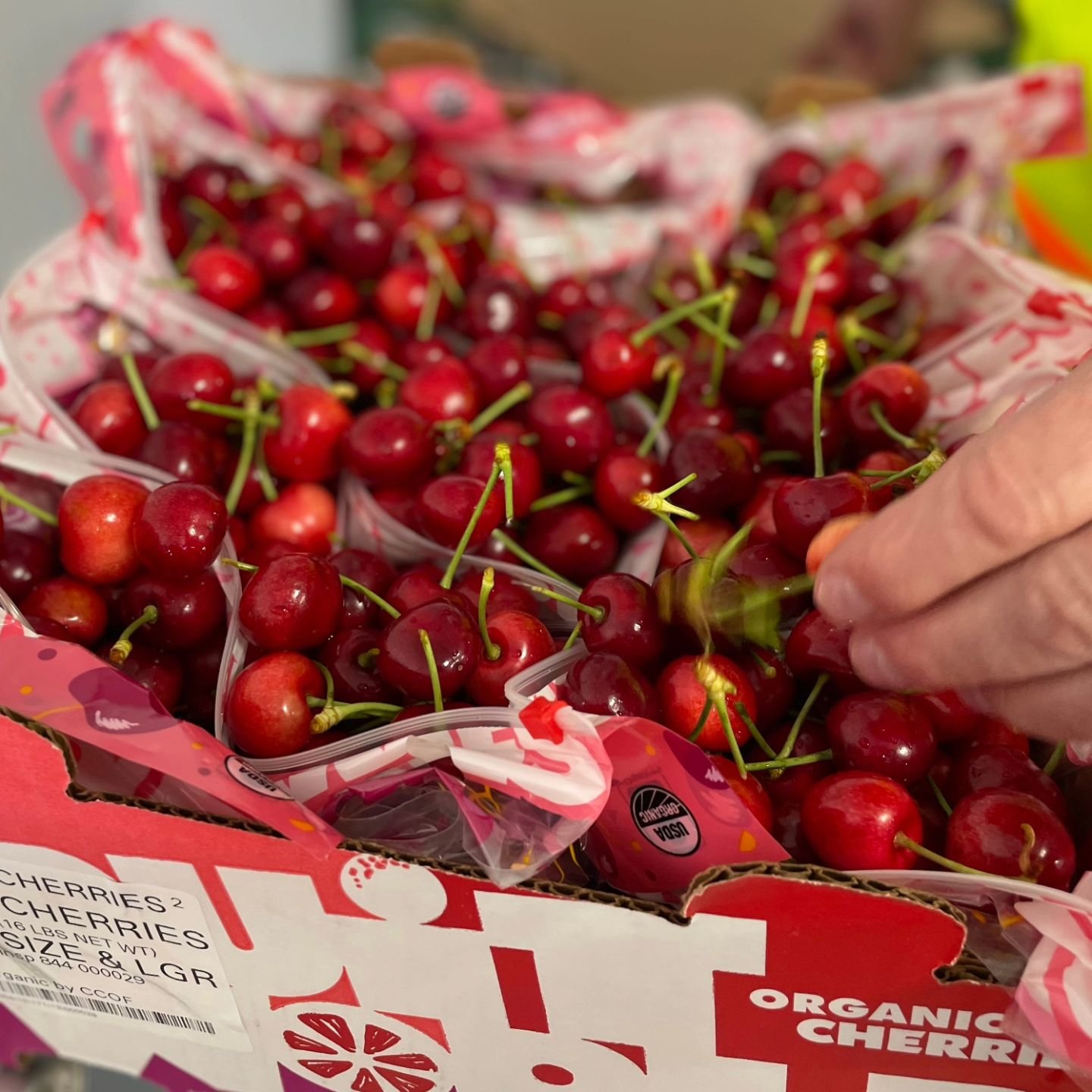 California Stone Fruit season kicks off with sublime Tioga Cherries from Fruit World. Tioga cherries have consistently been some of the first harvested in California. Tiogas have glossy firm dark flesh and a very sweet flavor that is similar to Bings