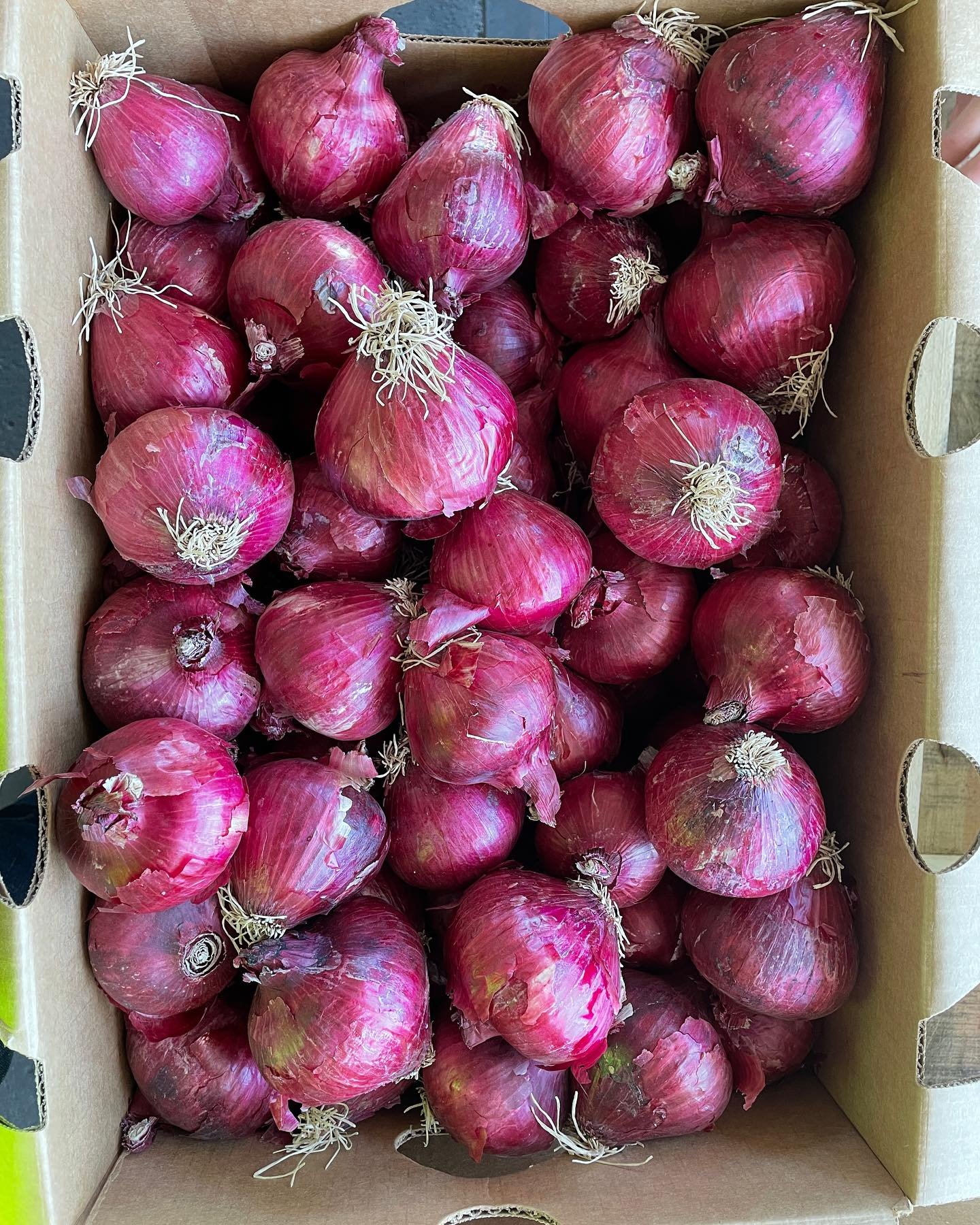 💥💥Fresh crop alert!!!💥💥

While it may pass the radar of most folks, Onions and Potatoes are indeed seasonal crops! They start in California, move up to the Pacific Northwest, where they&rsquo;re metered out from storage to create a seem less tran