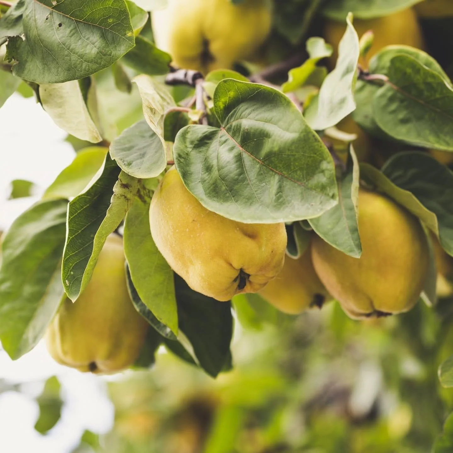 Quince has very hard and bumpy green/yellowish skin that looks like a cross between a pear and an apple. But beware! Do not try to bite into it like an apple, the tart and astringent flesh demands to be cooked before eating. Quince is high in pectin 