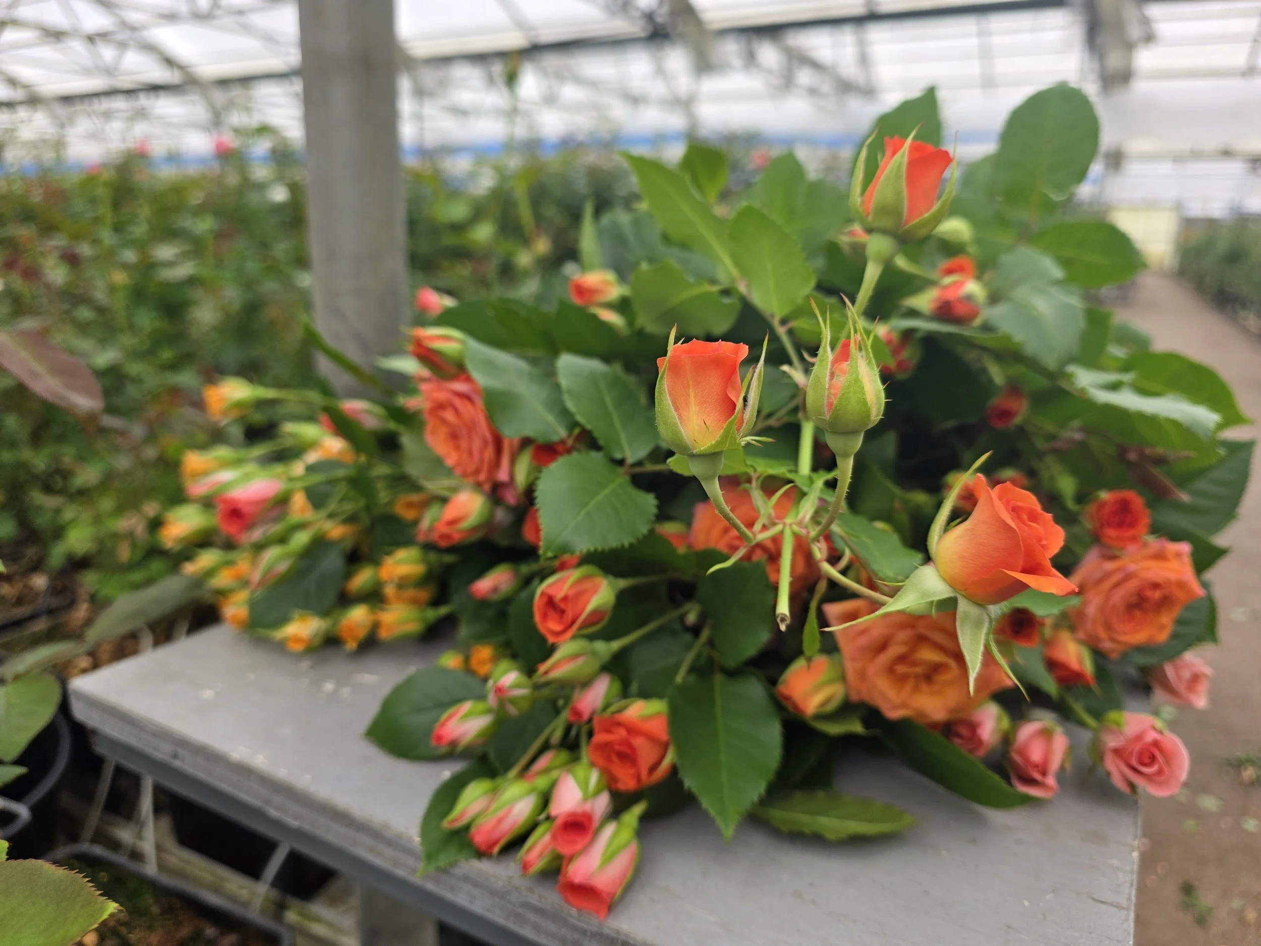 Pajarosa cut roses on table.jpg