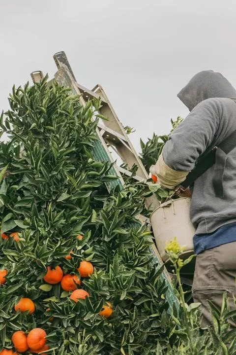 Buck TDE Mandarin.jpg