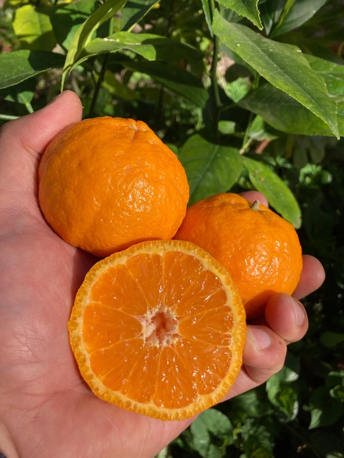 TDE Triple Mandarin.jpg