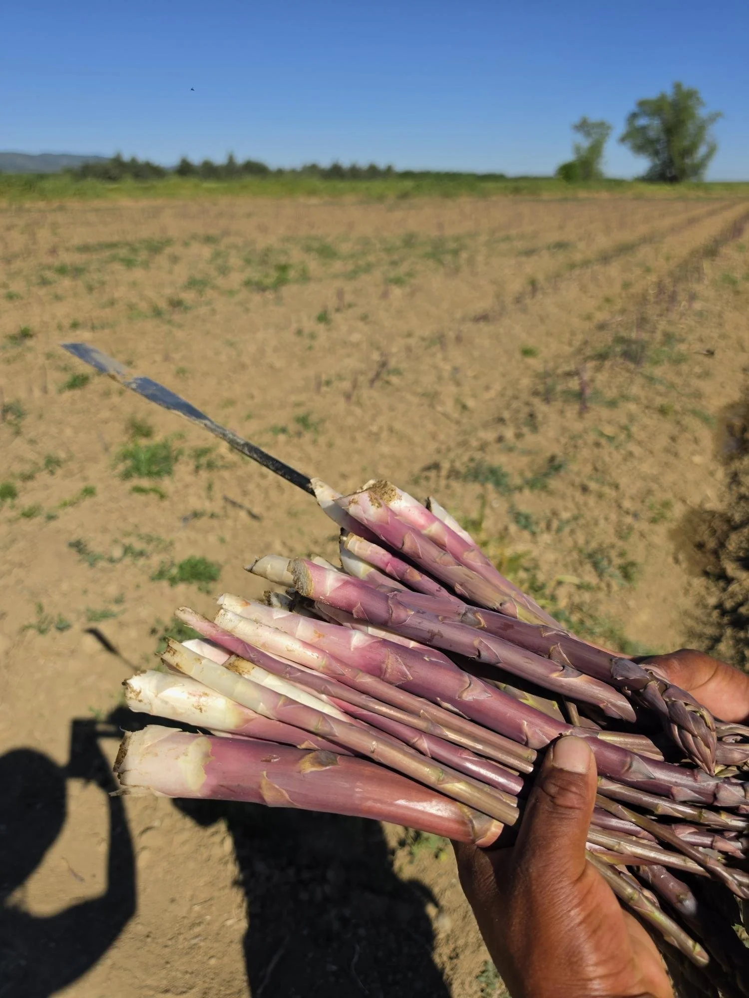 shared image (11).jpg