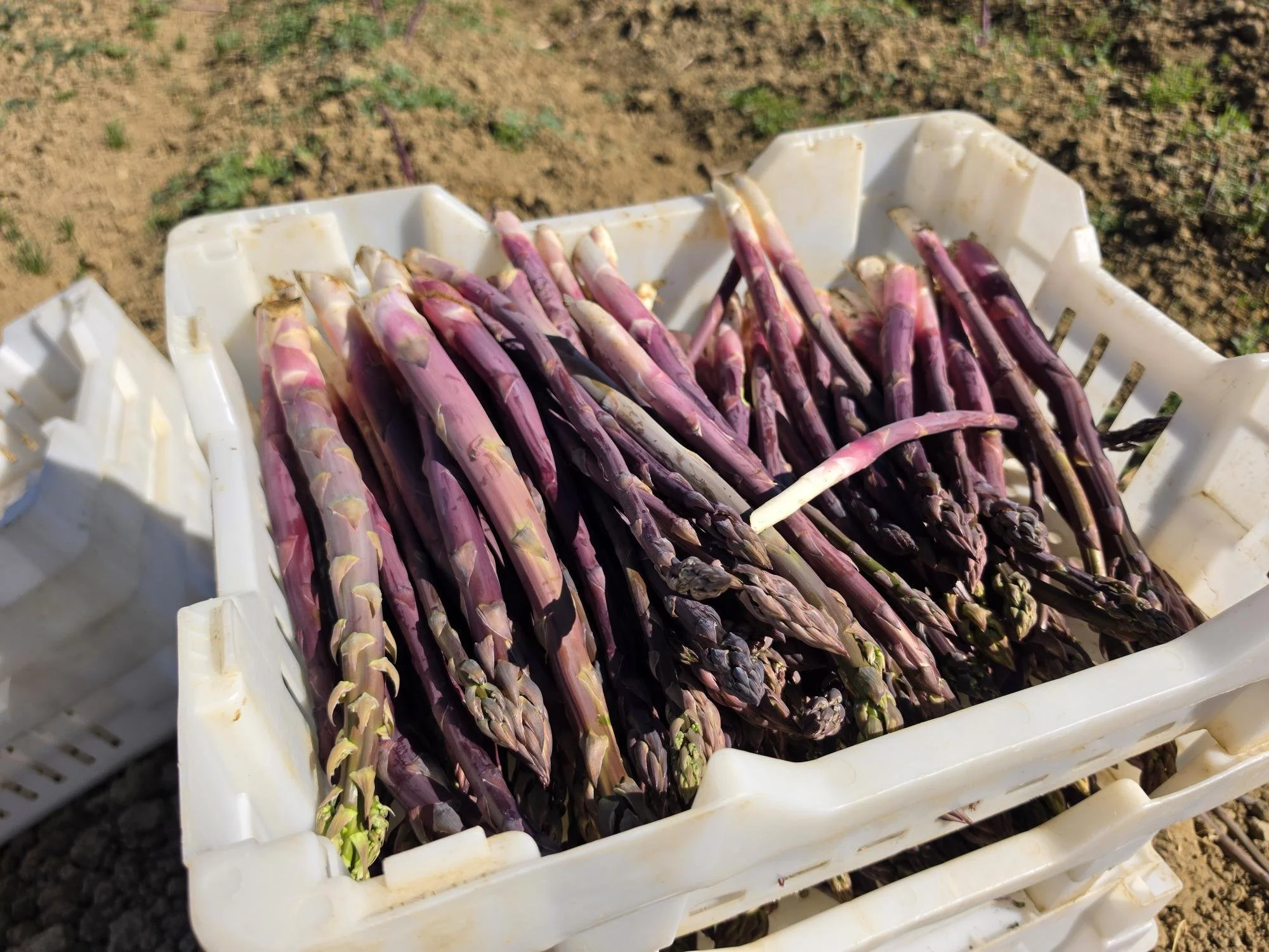 shared image (13).jpg