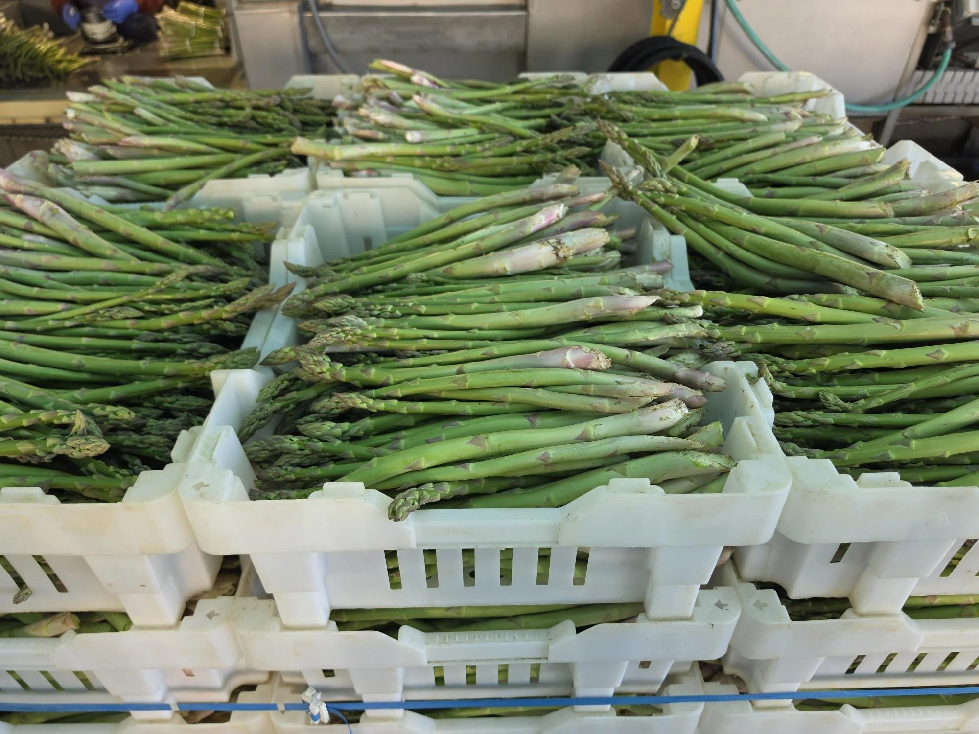 CALIFORNIA ASPARAGUS, A HARBINGER OF SPRING 