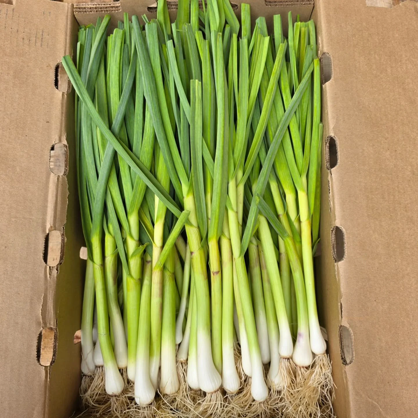 Spring brings Green Garlic, also known as young garlic or spring garlic. Green garlic is harvested young before the bulbs develop or dry out.&nbsp; It is harvested at the beginning of spring so its immature bulb and edible, soft green stalks can be u