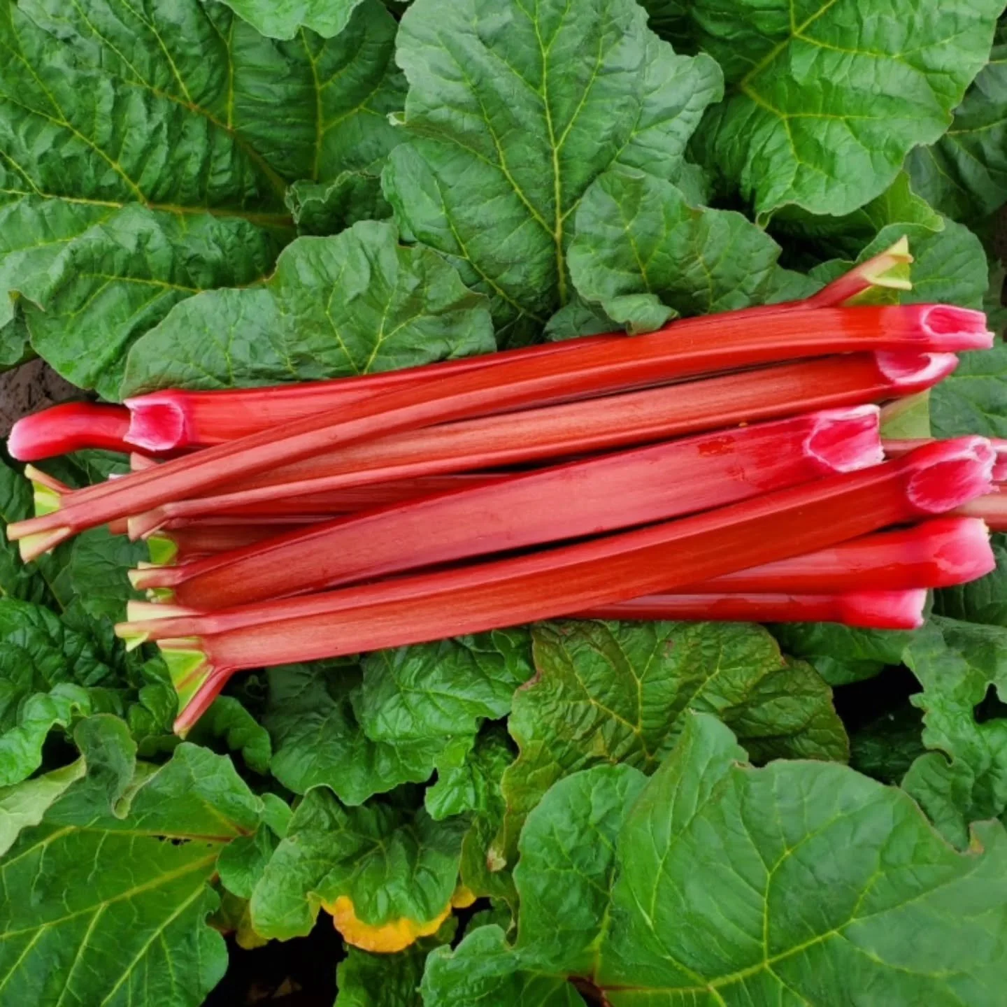 RHUBARB- FRUIT OR VEGETABLE?

The arrival of shiny crimson red rhubarb is yet another sign that spring has arrived. It is a hearty vegetable that thrives in cooler climates and originally came by way of China, Russia and Mongolia where it was first u
