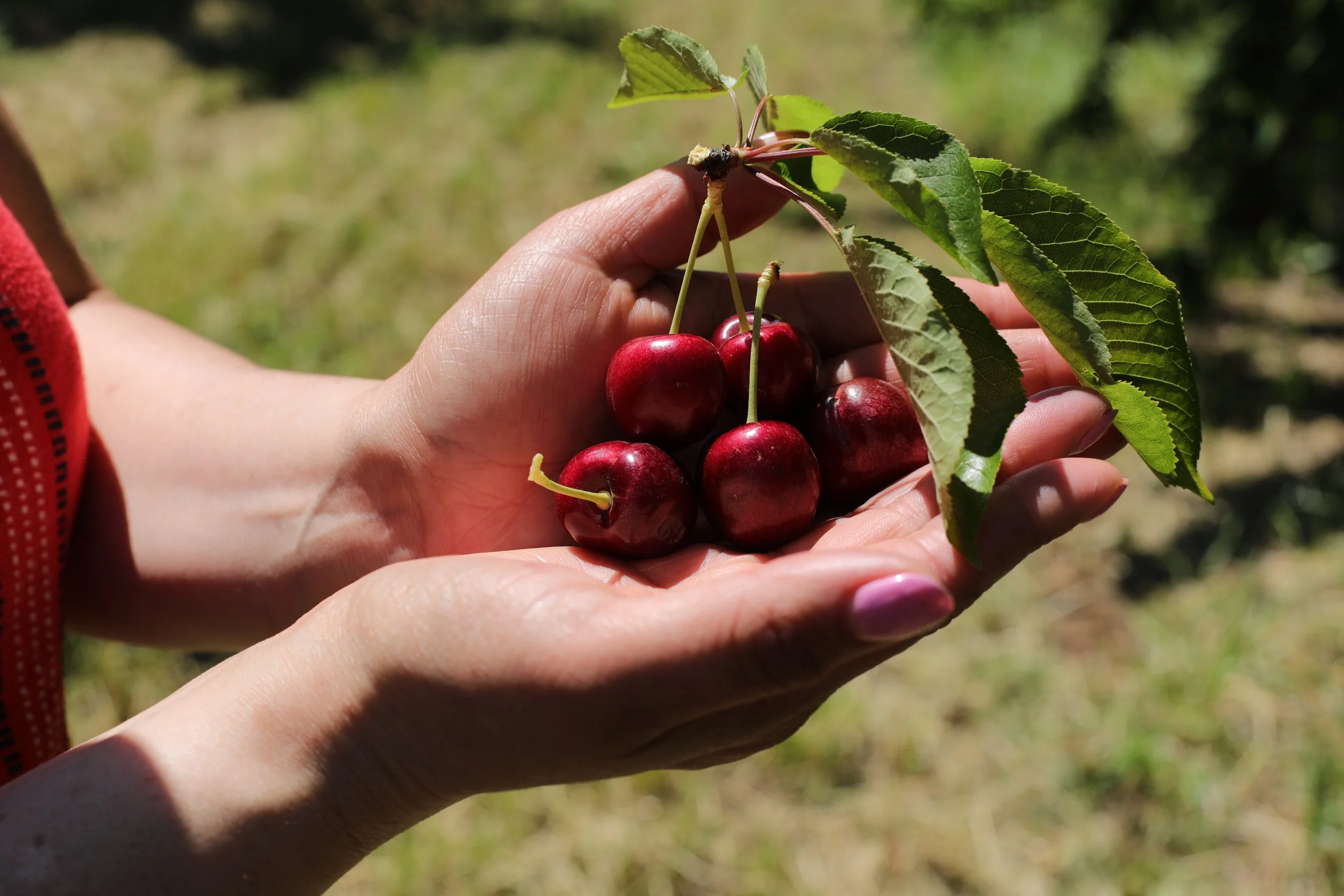 CALIFORNIA CHERRY SEASON OFF TO A GOOD START