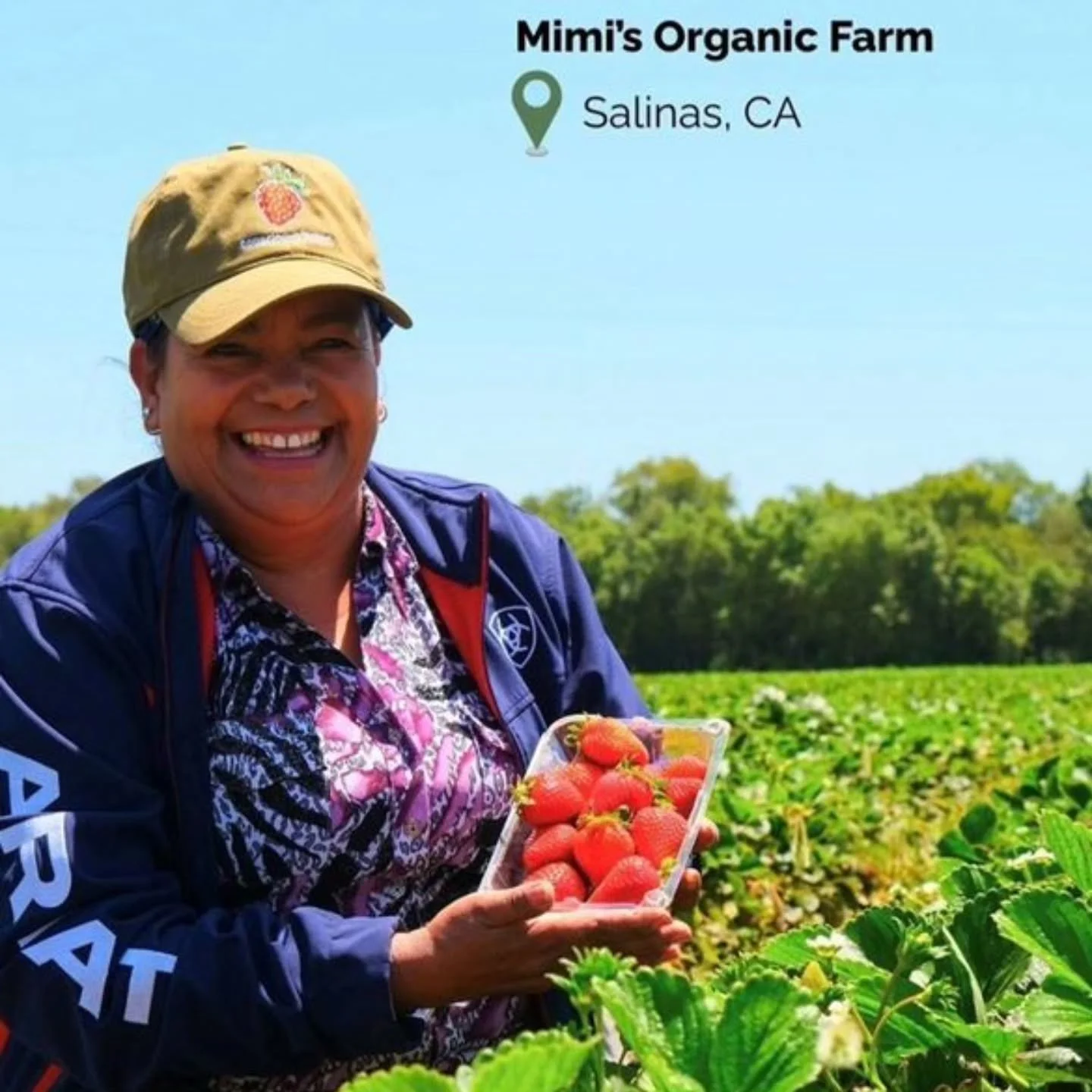 Mimi&rsquo;s Organic Strawberries are summer sweet. Domitila works with her husband, and two daughters to run their family business, Mimi&rsquo;s Organic Farms, in Salinas, California. The Tapias are the second and third generation of agricultural wo