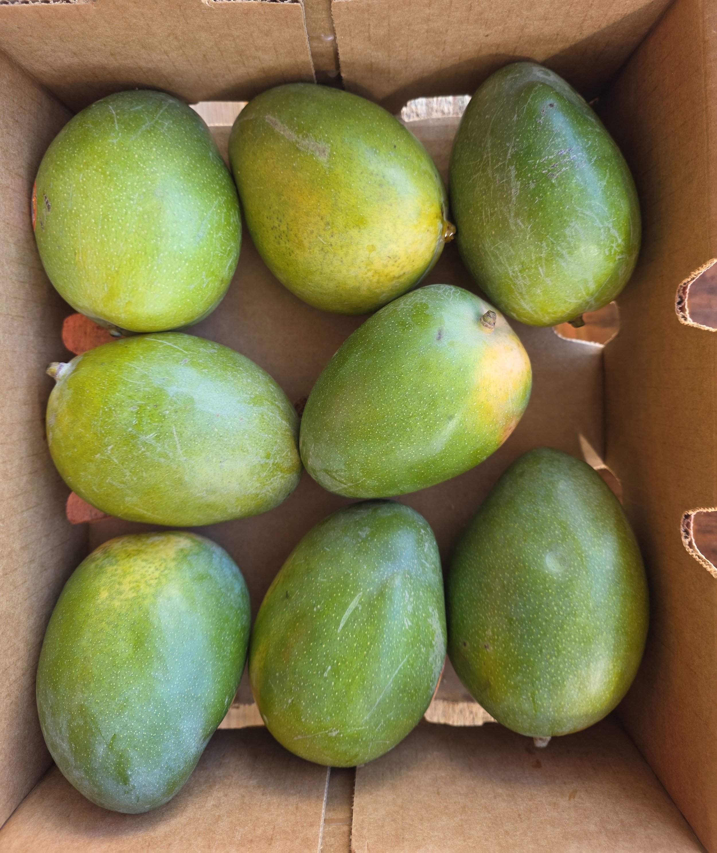 Anthony Keitt Mangos no sticker.jpg