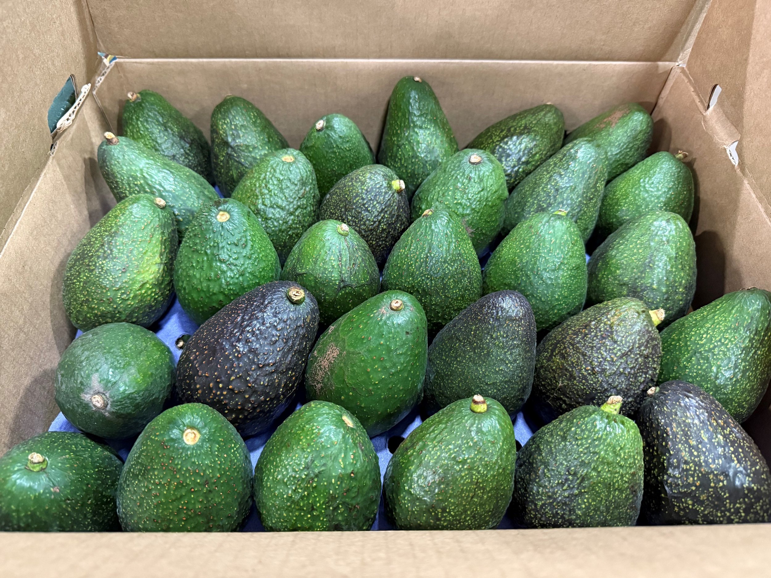 Vista Punta Gorda avocados in box.jpg