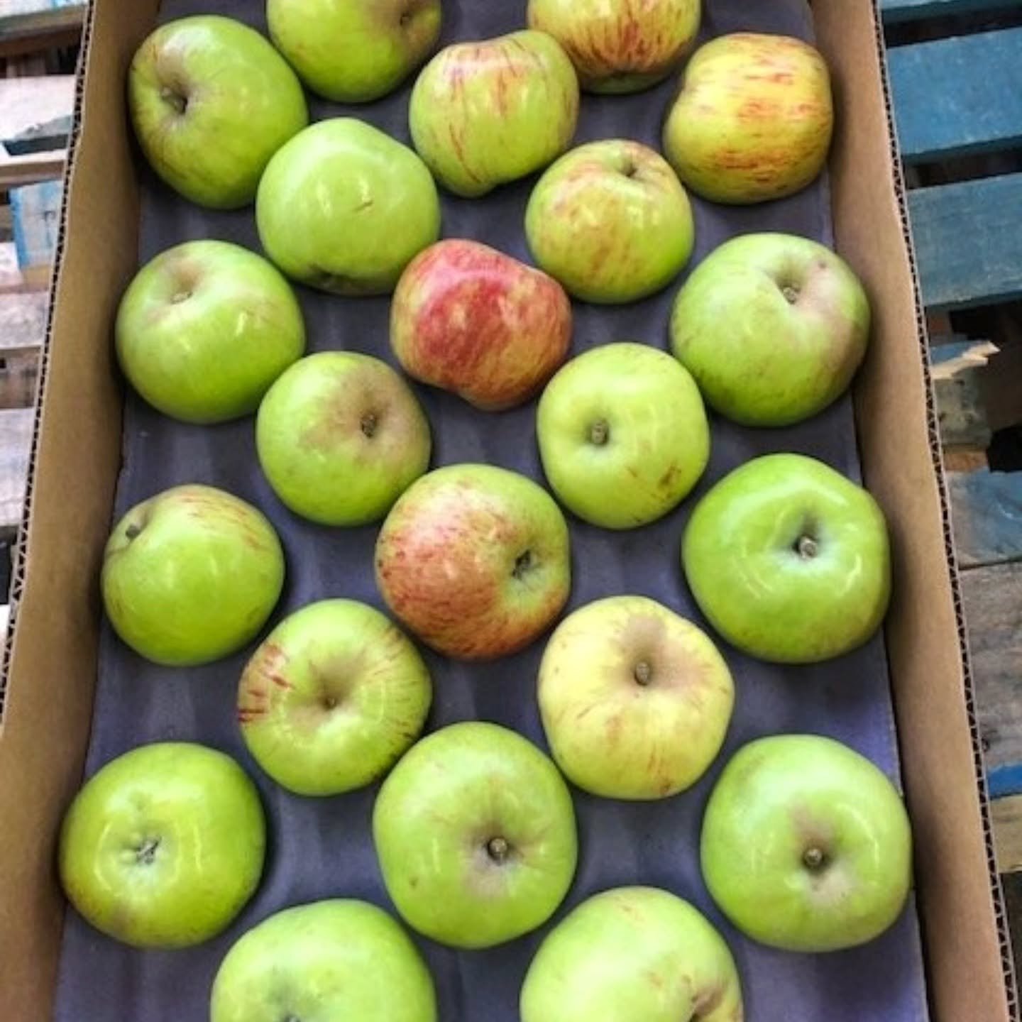 GRAVENSTEIN APPLES, A LOCAL FAVORITE

Gravenstein Apples are a local favorite out of Sebastopol grown by Johnny Appleseed from Solana Gold on trees that are more than 120 years old. It is one of the first California apples to be harvested and hints o