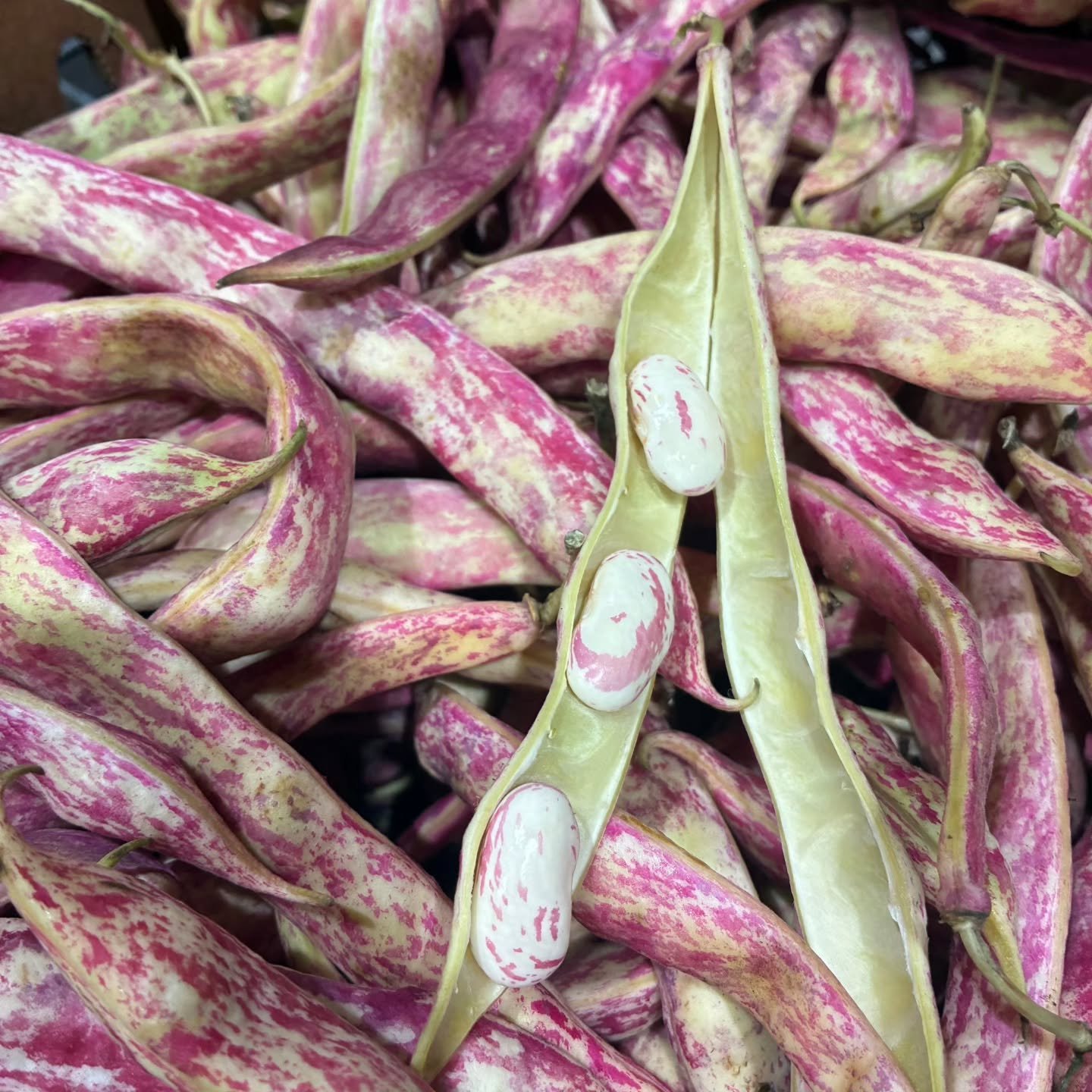 Cranberry Beans (Shelling Bean)

Streaked with vibrant hues of scarlet, this fresh shelling bean can be cooked in minutes, no need to soak overnight. Once cooked, they have a delicious earthy flavor but every cook should know the pretty color changes