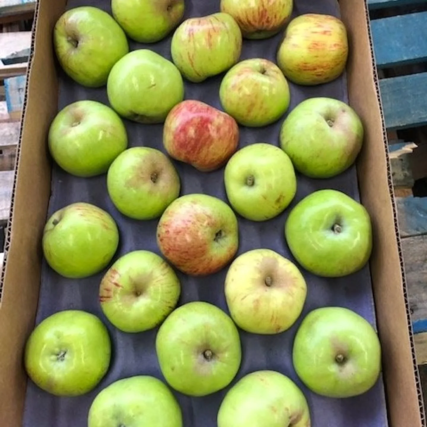 GRAVENSTEIN APPLES, A LOCAL FAVORITE

Gravenstein Apples are a local favorite out of Sebastopol grown by Johnny Appleseed from Solana Gold on trees that are more than 120 years old. It is one of the first California apples to be harvested and hints o