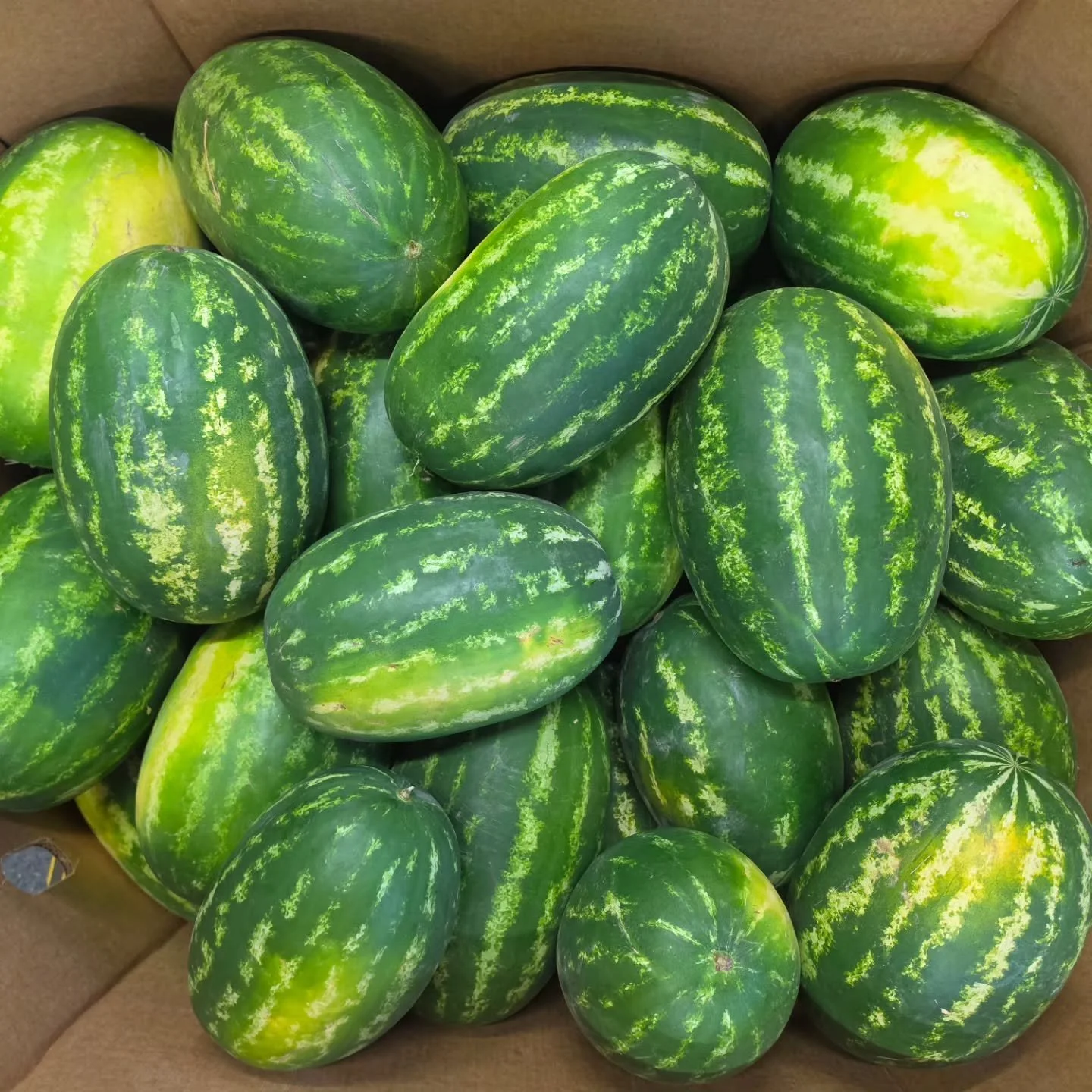 DWELLEY SEEDED AND SEEDLESS MINI WATERMELONS -BRENTWOOD, CA

Growing in Brentwood since 1921, Dwelley Family Farms has taken great pride in offering a large variety of premium fruits and vegetables. Brentwood's unique microclimate of hot valley days 