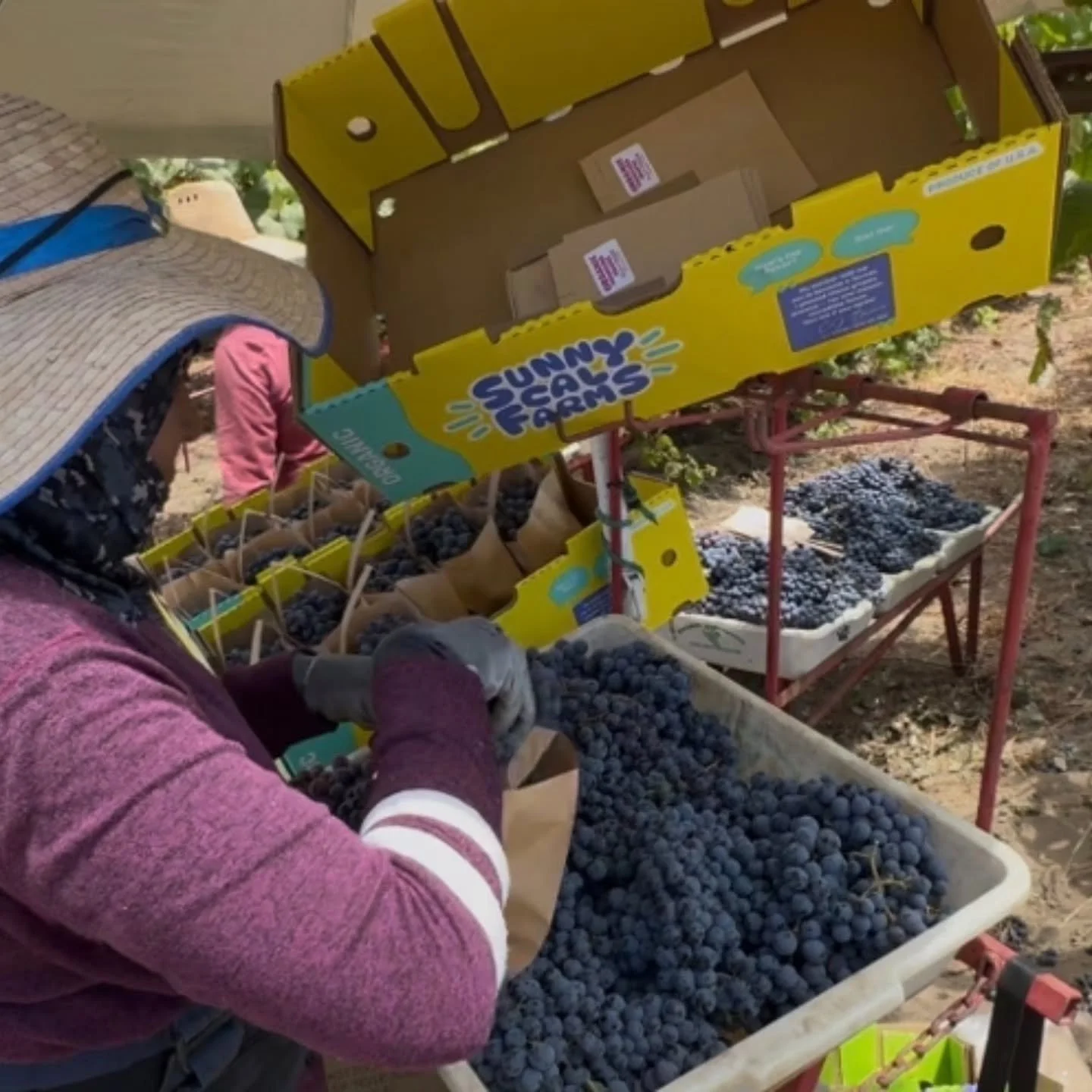 Thomcord Grapes from Sunny Cal Farms are a cross between Thompson grapes (crunchy, sweet and seedless) and Concord grapes (deep purple color, classic grape flavor) which gives you the best of both varieties.&nbsp;&nbsp;Now harvesting and packing in t