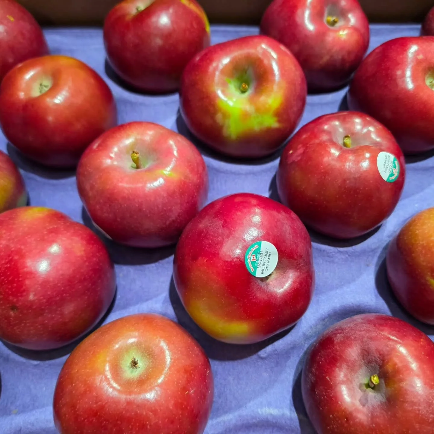 Macintosh&nbsp;have the signature&nbsp;sweet, and tangy-tart&nbsp;flavor&nbsp;of an heirloom variety&nbsp;with a beautiful red skin and crisp white flesh. They originated in Canada and are a very popular harbinger of the season on the east coast. The