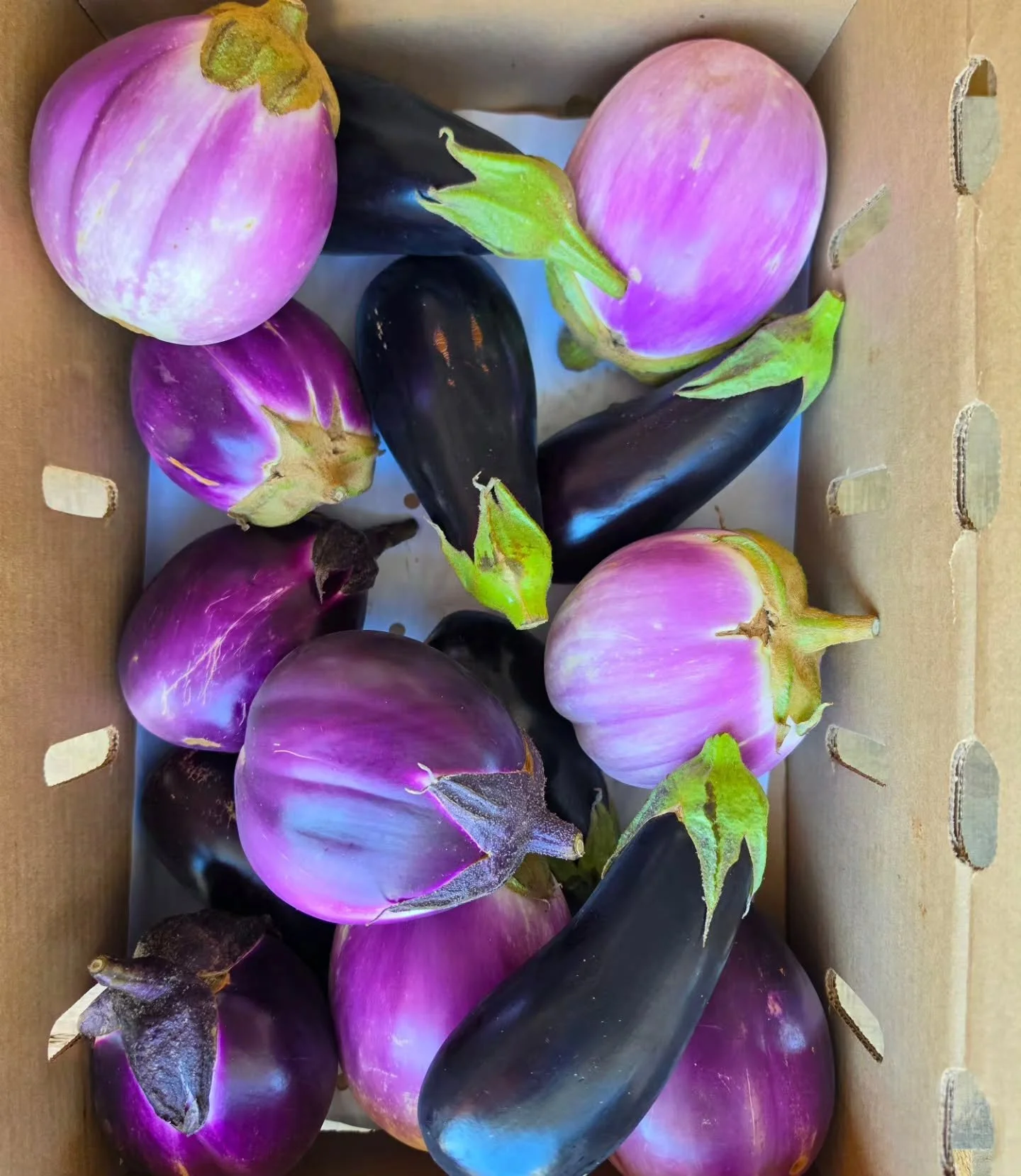 Comanche Creek in Chico is now packing a beautiful Mixed Eggplant with Rosa Bianca, Barbarella and Gaudi varieties.

The Barbarella eggplant is a squat and round variety from Sicily known for its deep purple skin, distinct white halo under the calyx,