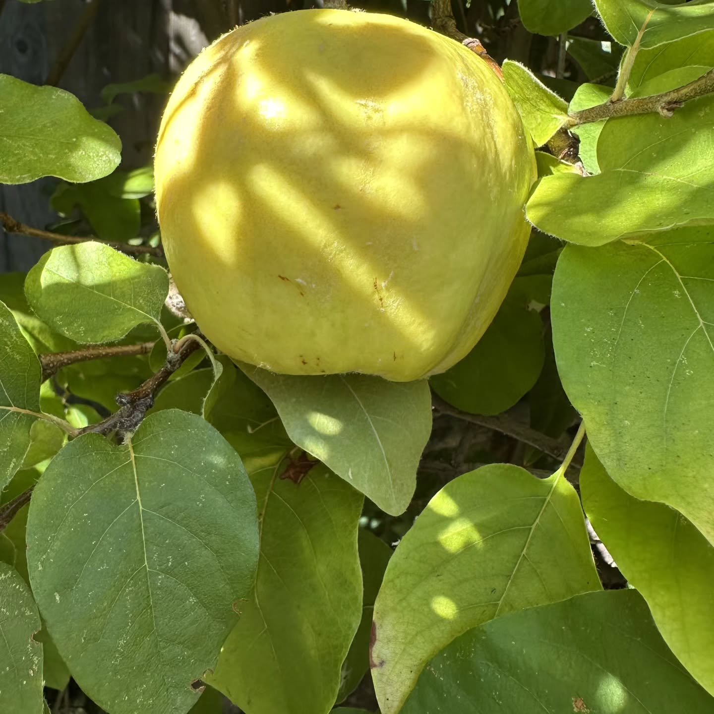 FLORAL QUINCE
Quince has very hard and bumpy green/yellowish skin that looks like a cross between a pear and an apple. But beware! Do not try to bite into it like an apple, the tart and astringent flesh demands to be cooked before eating. Quince is h