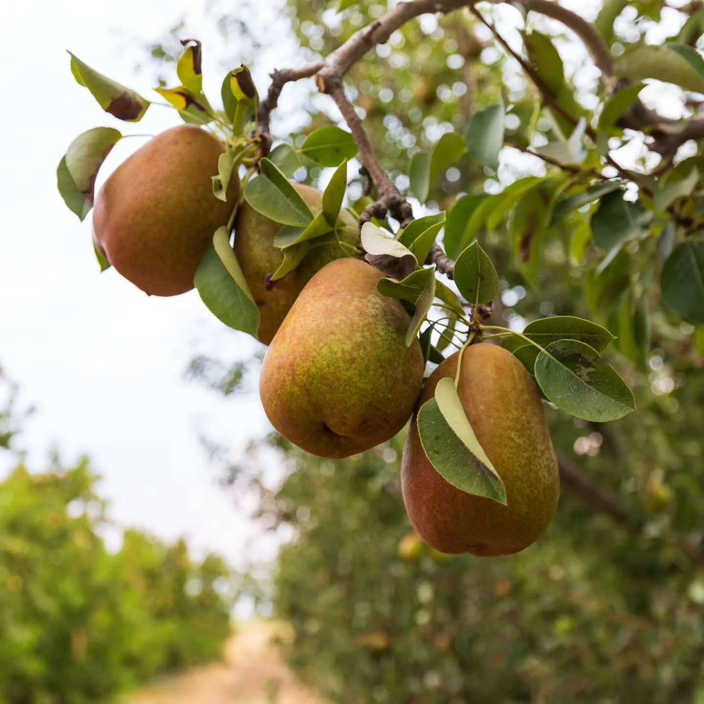 The Warren is a gorgeous russeted juicy pear with a melting mouth feel. It is sweet to taste and does not have the grittiness found in many pear varieties. The Warren pear&rsquo;s skin turns a golden yellow as it ripens and can develop a pretty blush