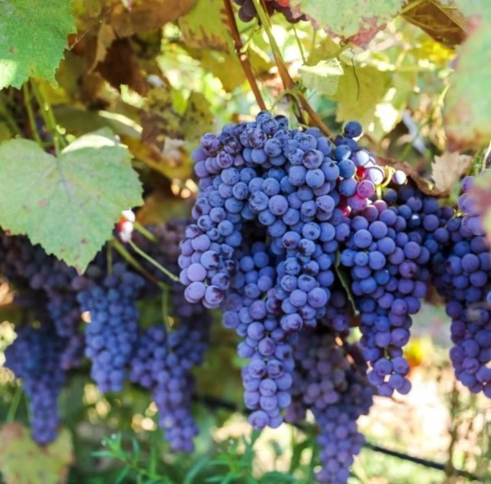 THOMCORD GRAPES — Earl's Organic Produce