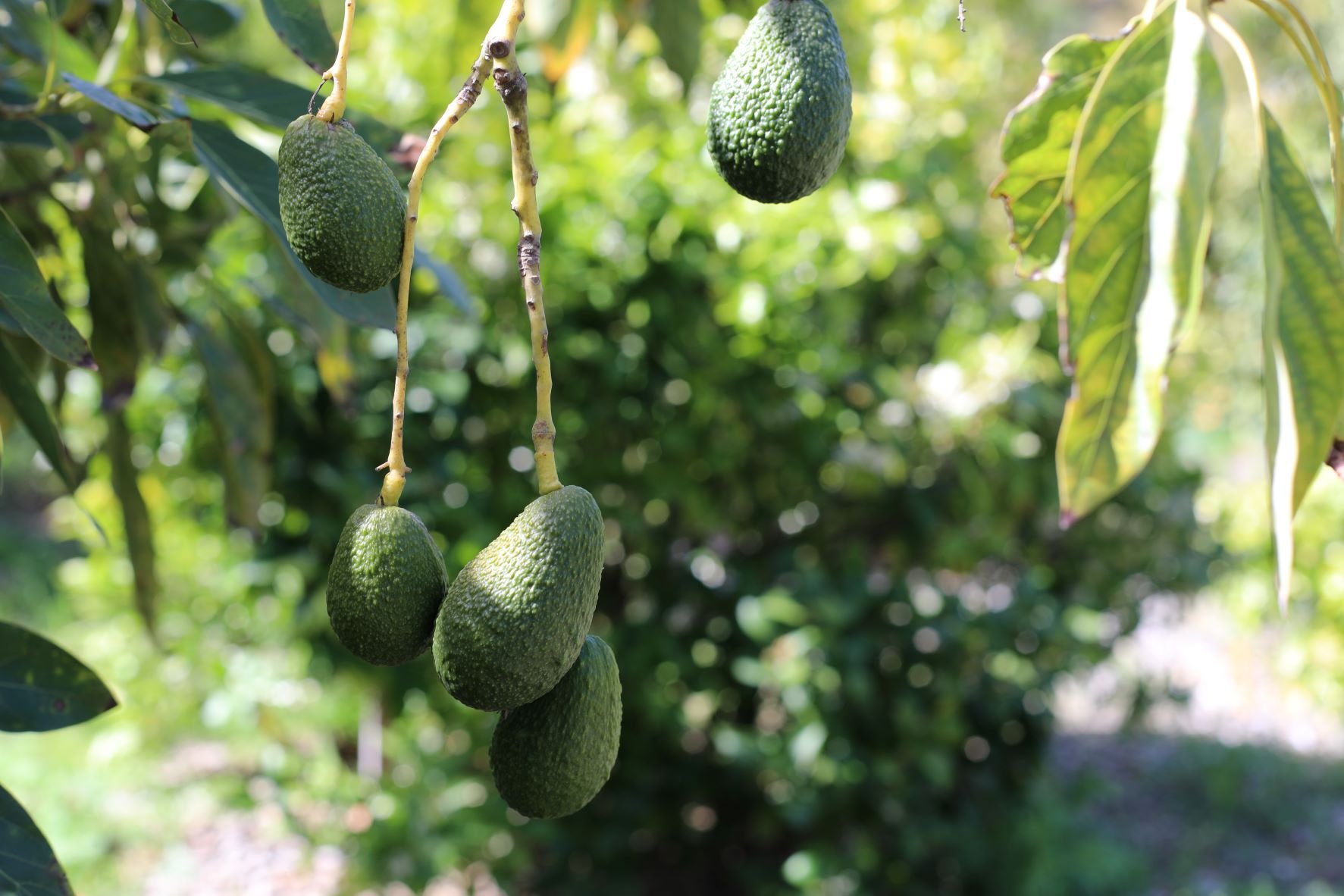 FARM TOUR 2022: RINCON AVOCADOS — Earl's Organic Produce