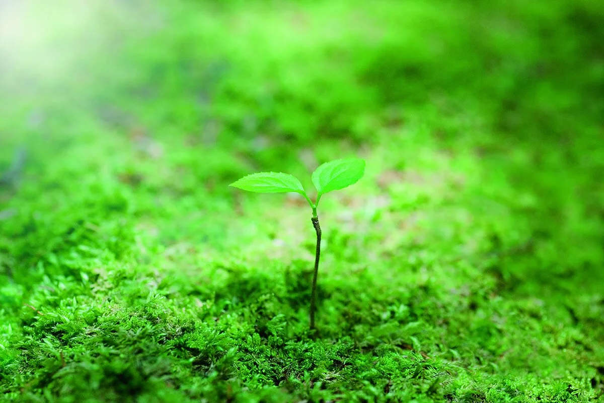 Ecosistema de Finanzas Sostenibles en Argentina.