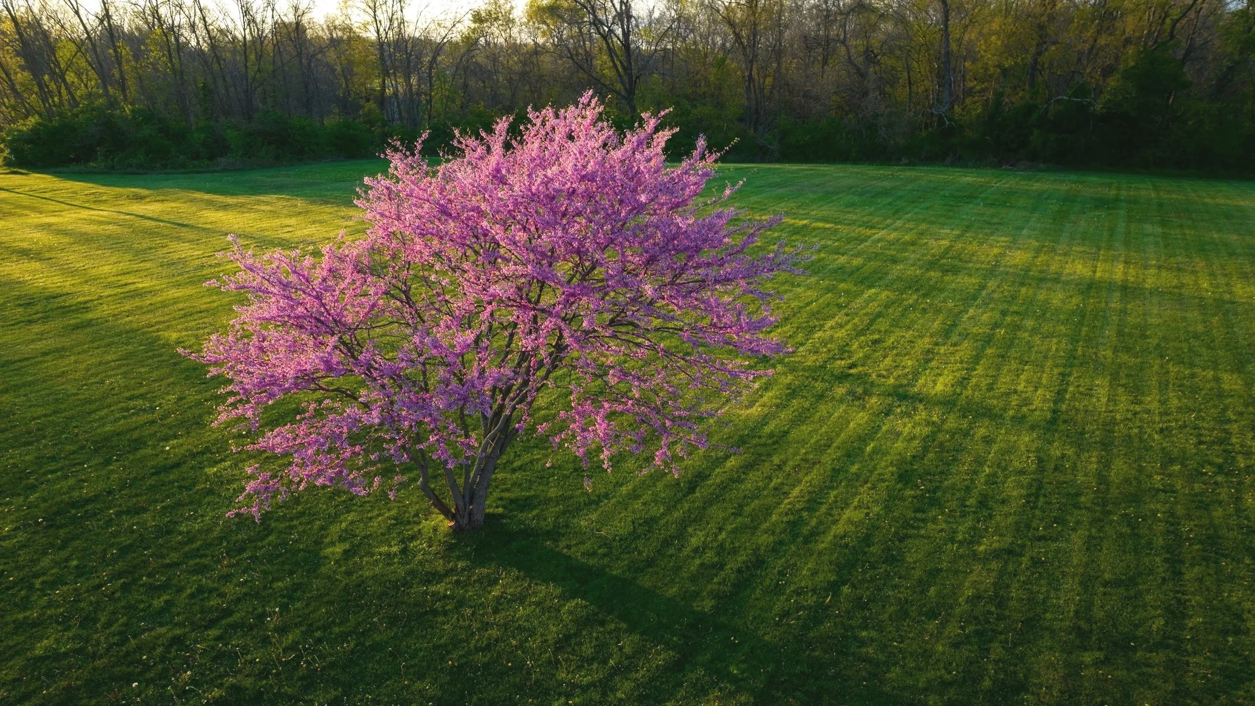 Eastern redbud tree with pink flowers during spring in South Carolina