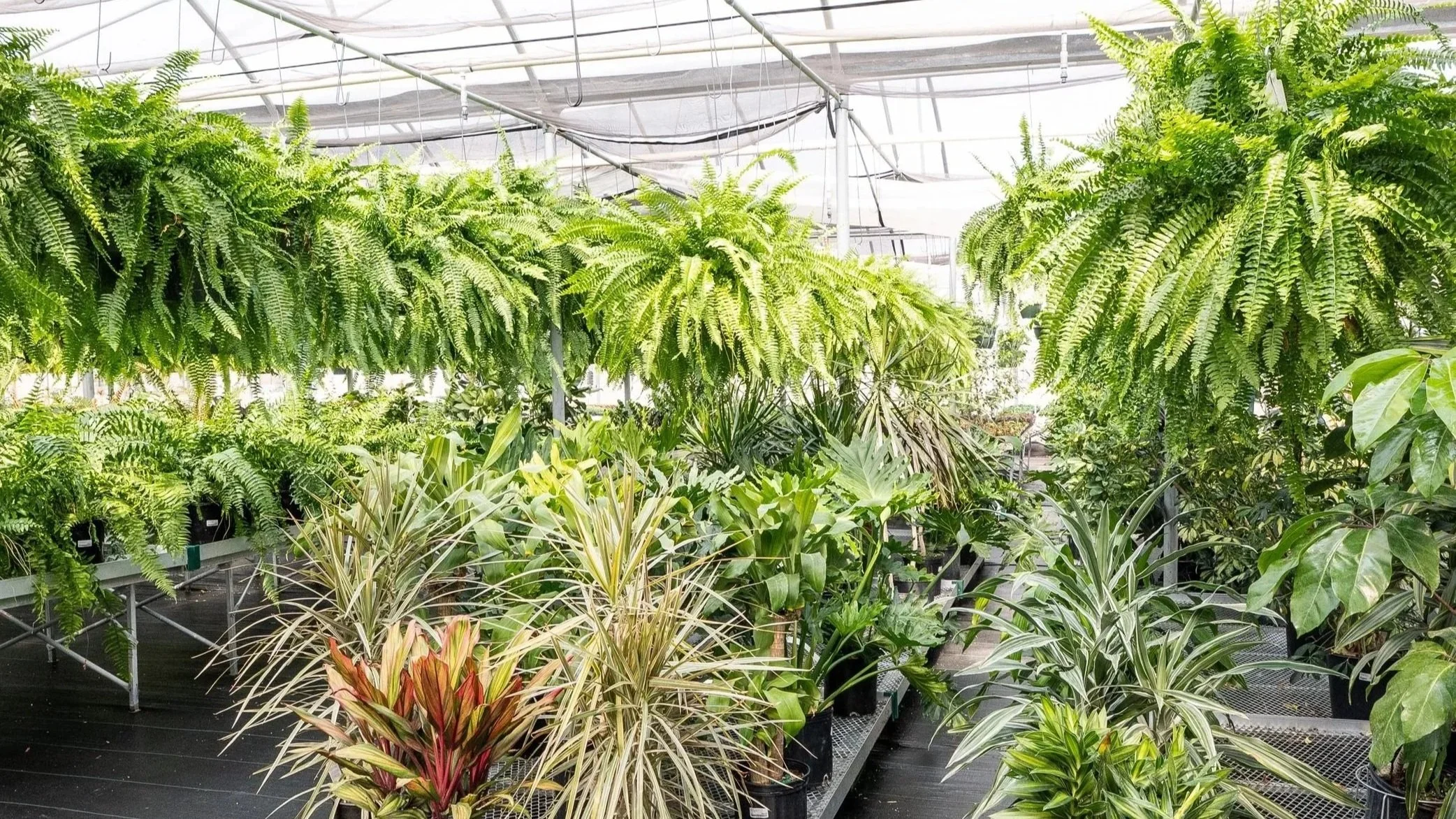 Healthy and unique houseplants from Head-Lee Garden Center in Seneca, South Carolina