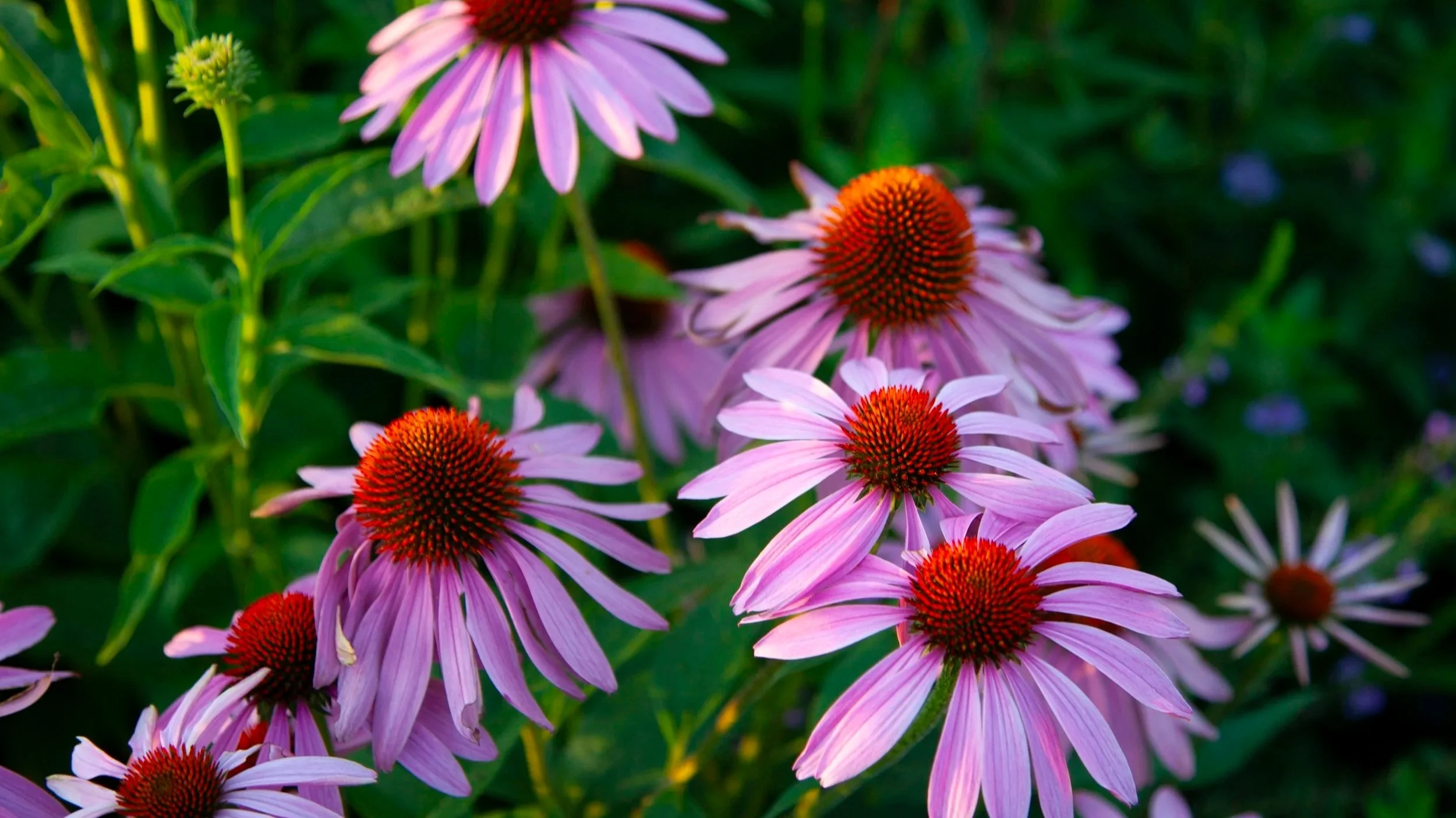 Purple coneflowers in an upstate South Carolina garden