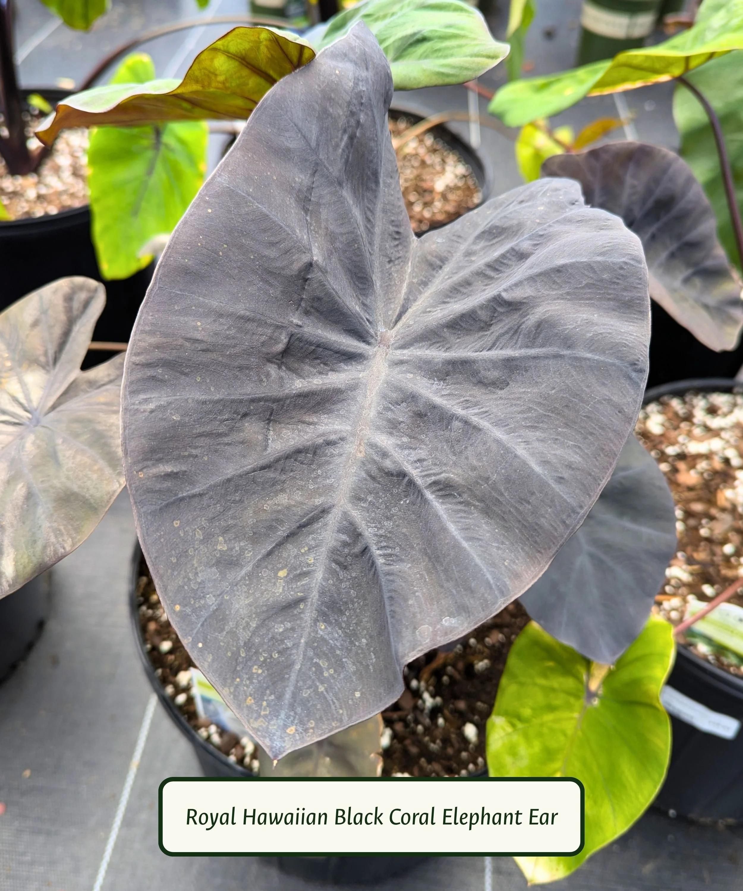 Royal Hawaiian Black Coral Elephant Ear (1).jpg