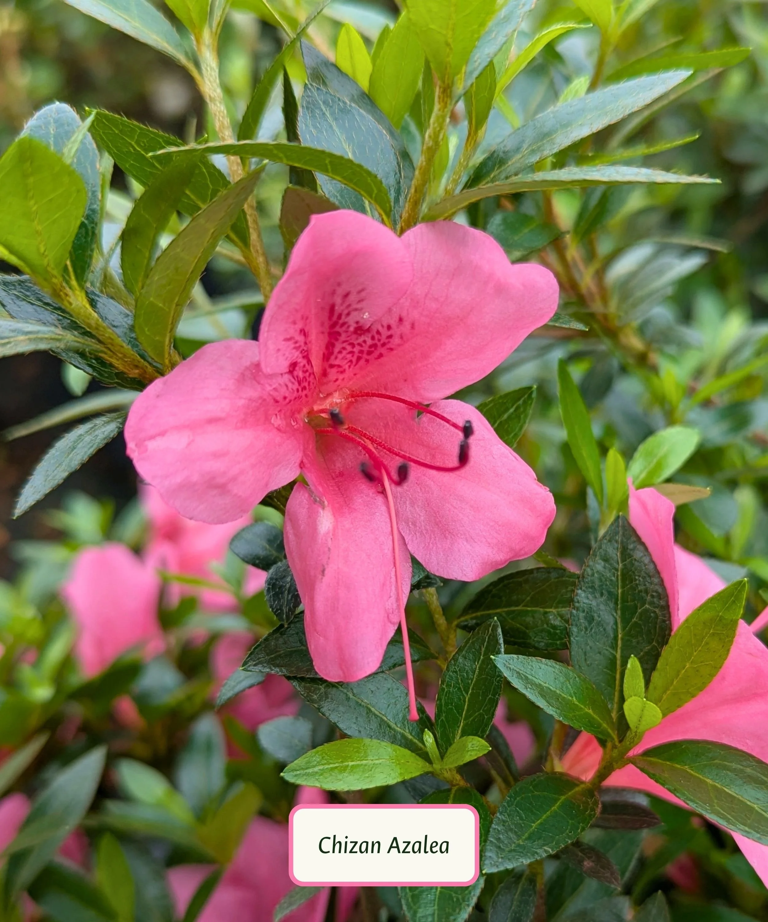 Chizan Azalea.jpg